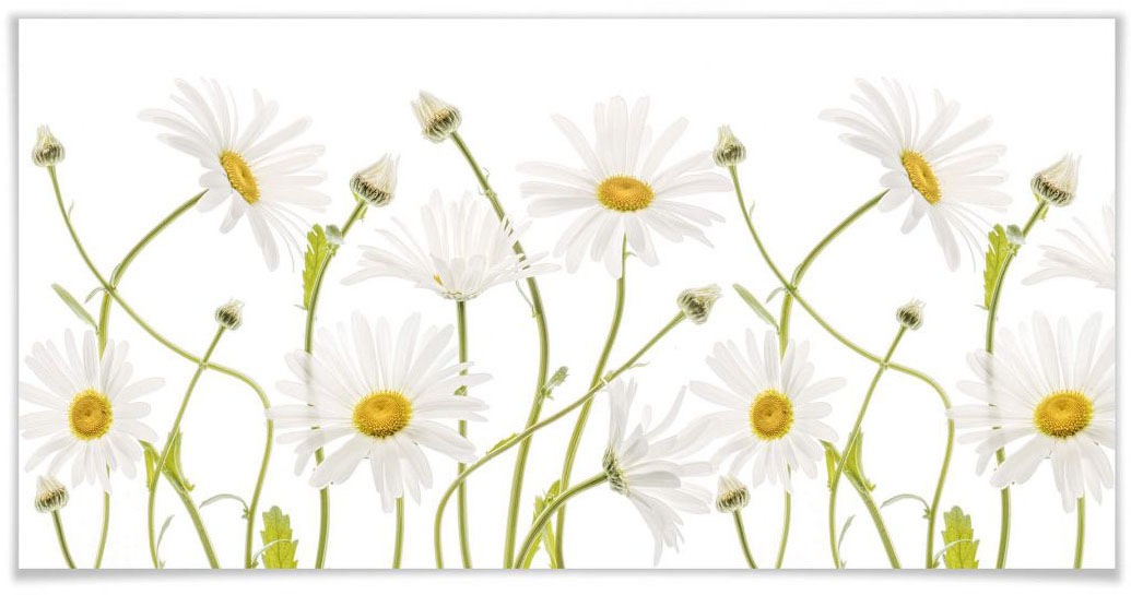 Image of Wall-Art Poster »Daisies«, Schriftzug, (1 St.) bei Ackermann Versand Schweiz