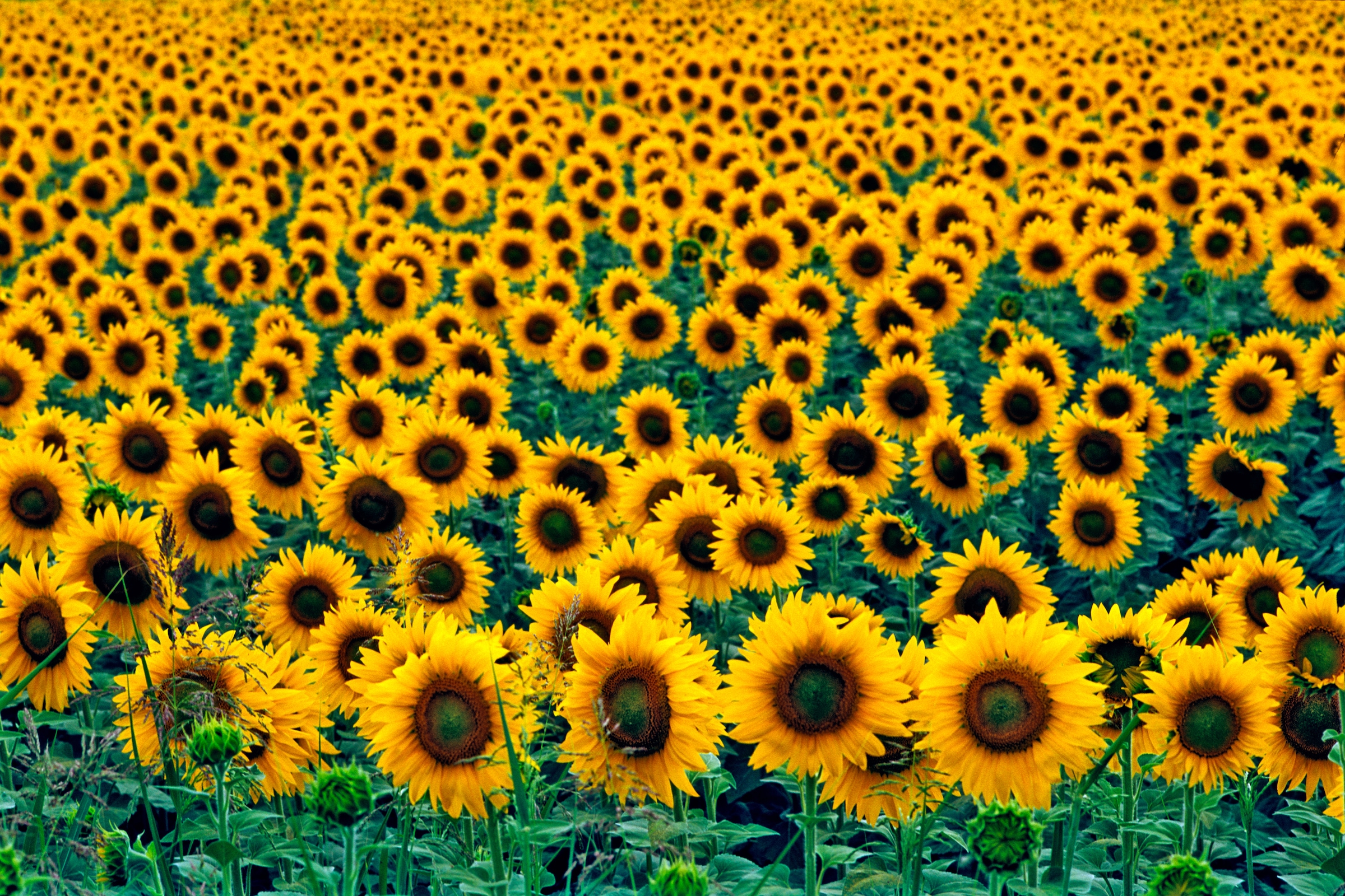 Image of Papermoon Fototapete "Field of Sunflowers" glatt