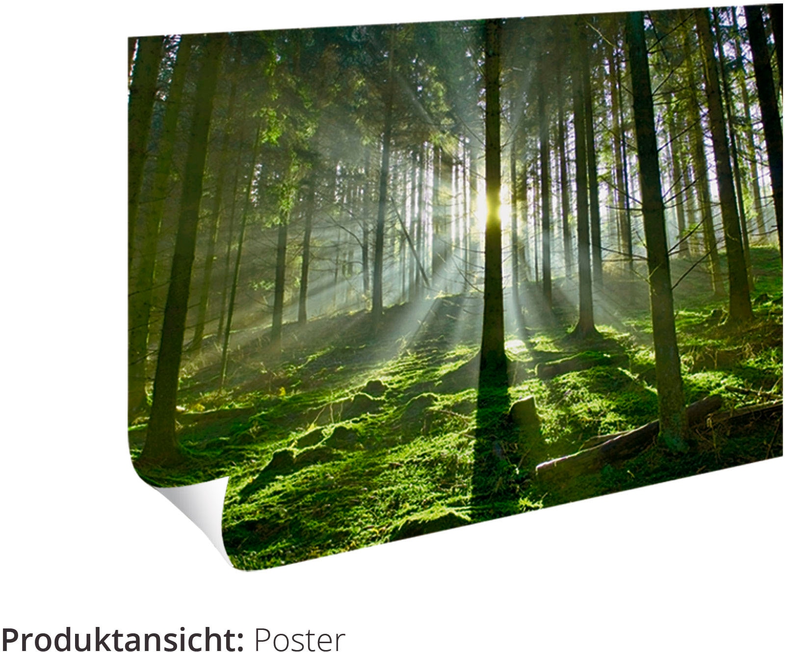 Artland Poster »Erdmännchenfamilie« 1 cuis tlg. ohne Rahmen