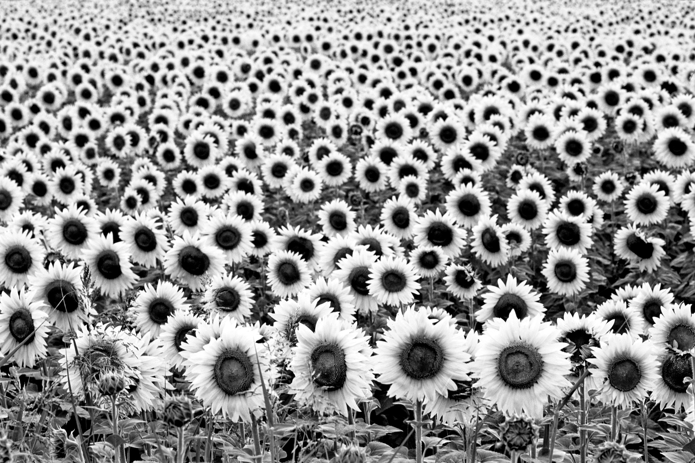 Image of Papermoon Fototapete »Sonnenblumen Schwarz & Weiss«, Vliestapete, hochwertiger Digitaldruck, inklusive Kleister bei Ackermann Versand Schweiz