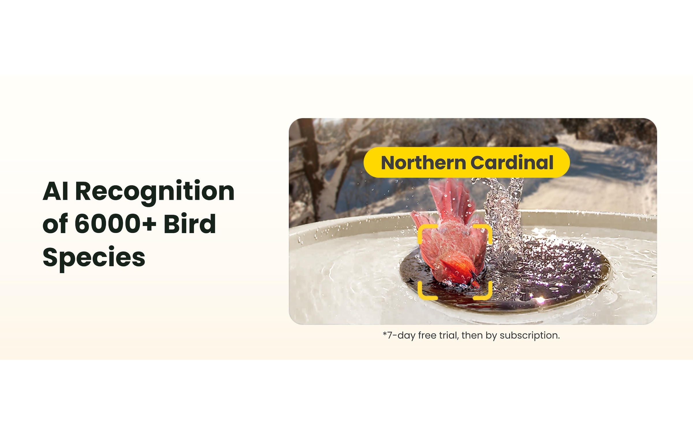 Birdfy Vogeltränke »Vogelbad mit Kamera« Solarbetrieben, KI und Video Vogelerkennung