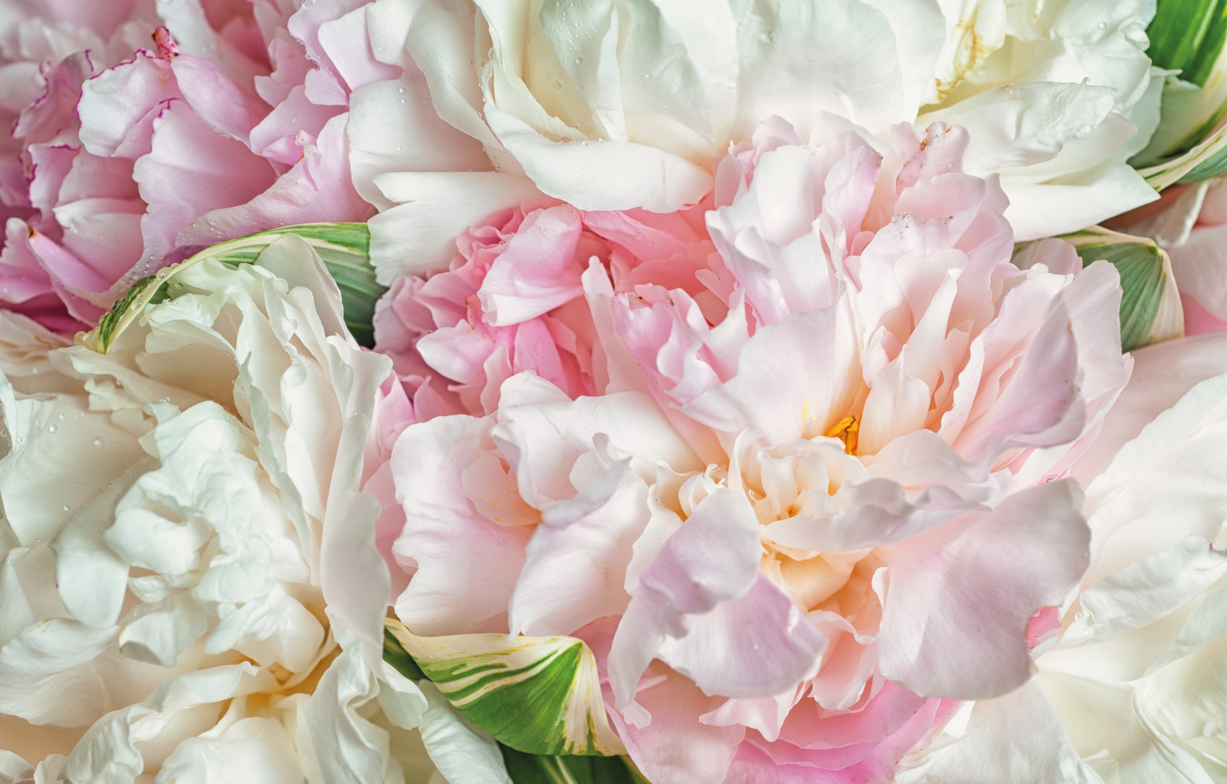 Image of Papermoon Fototapete "Blooming Peonies" glatt