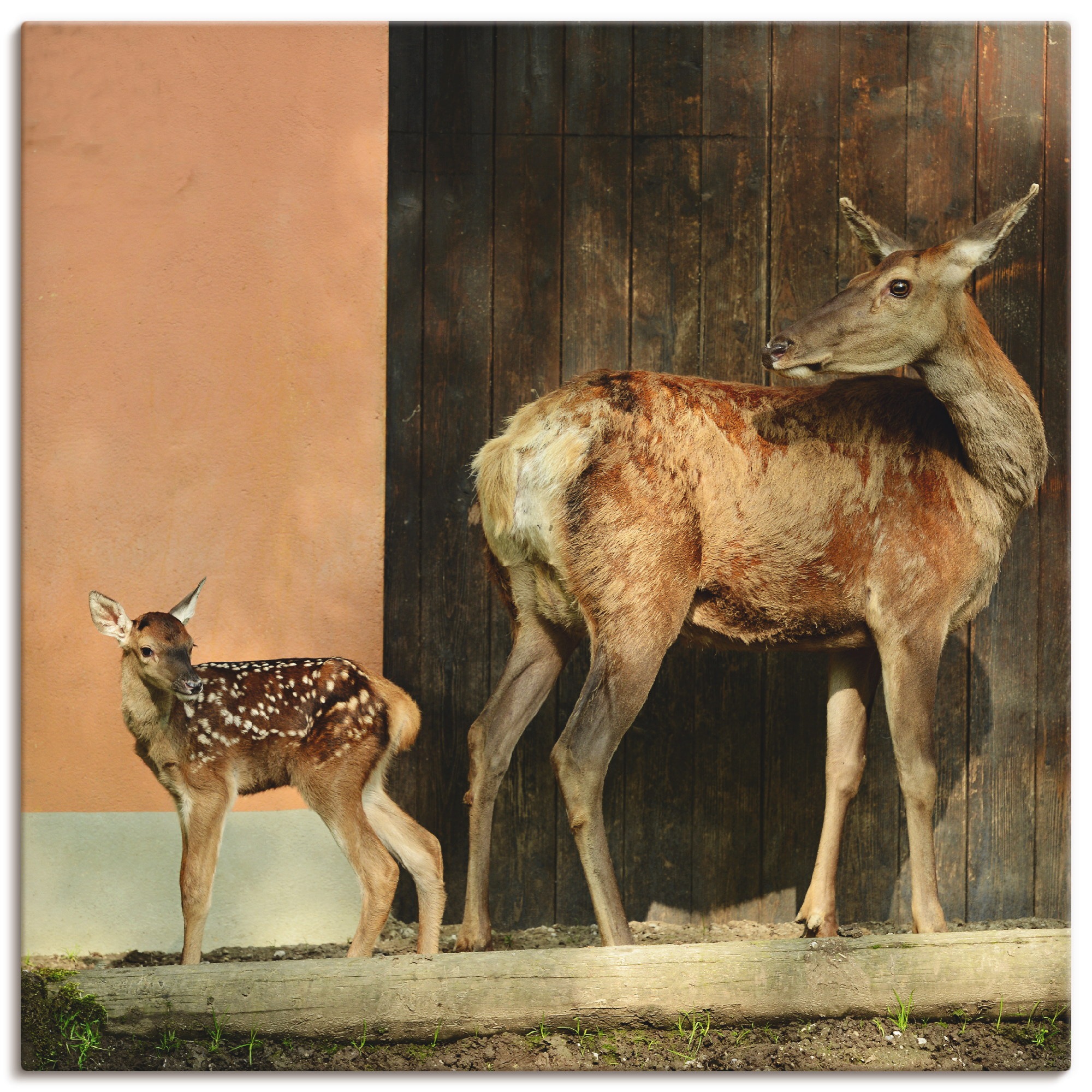 Image of Artland Wandbild »Reh mit Kitz«, Wildtiere, (1 St.), in vielen Grössen & Produktarten -Leinwandbild, Poster, Wandaufkleber / Wandtattoo auch für Badezimmer geeignet bei Ackermann Versand Schweiz