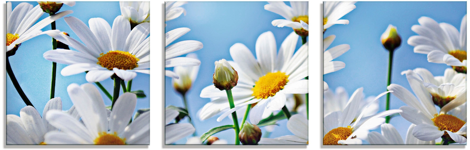 Image of Artland Glasbild »Blumen - Margeriten«, Blumen, (3 St.) bei Ackermann Versand Schweiz