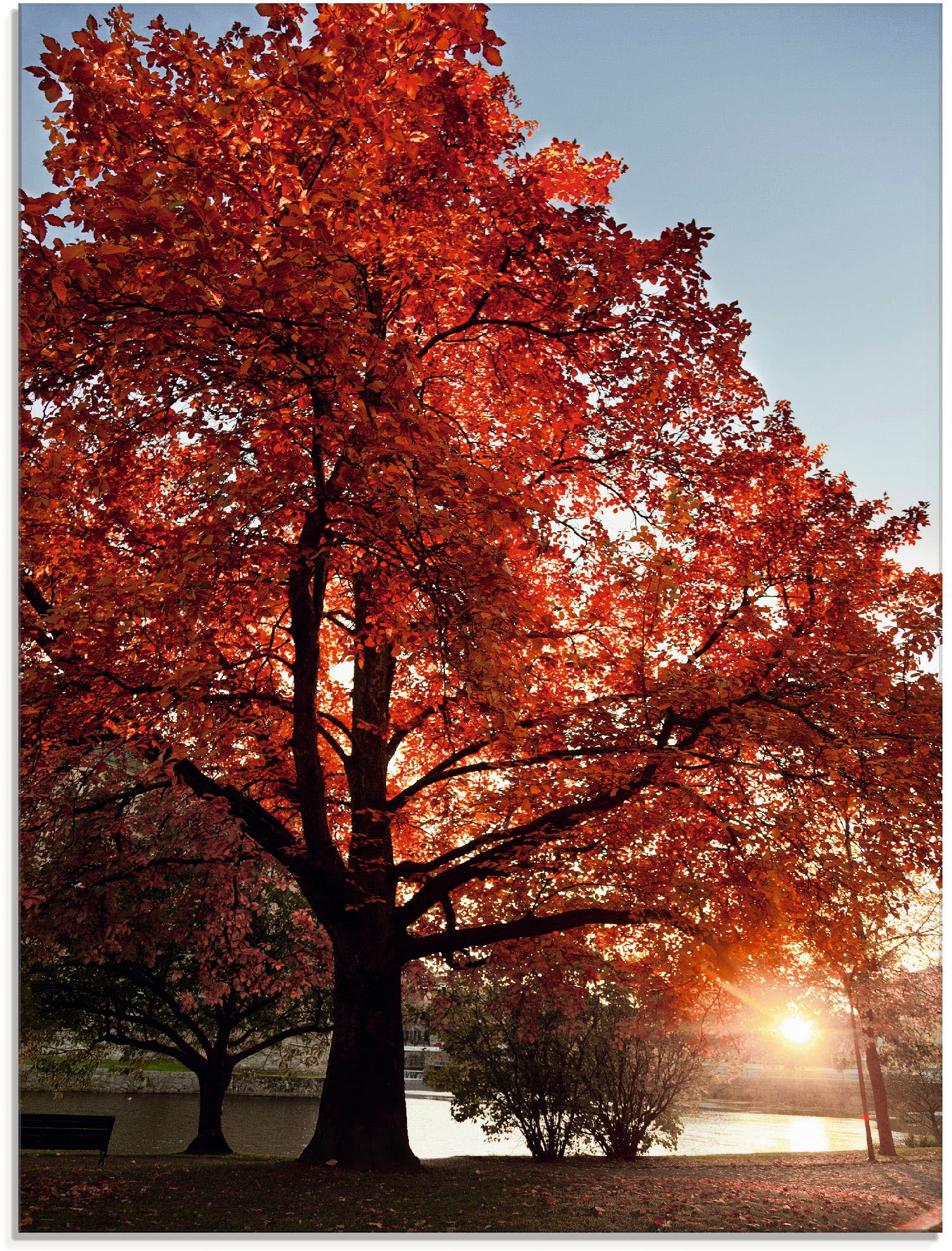 Image of Artland Glasbild "Herbstbaum" Bäume 1 Stk. tlg. in verschiedenen Grössen