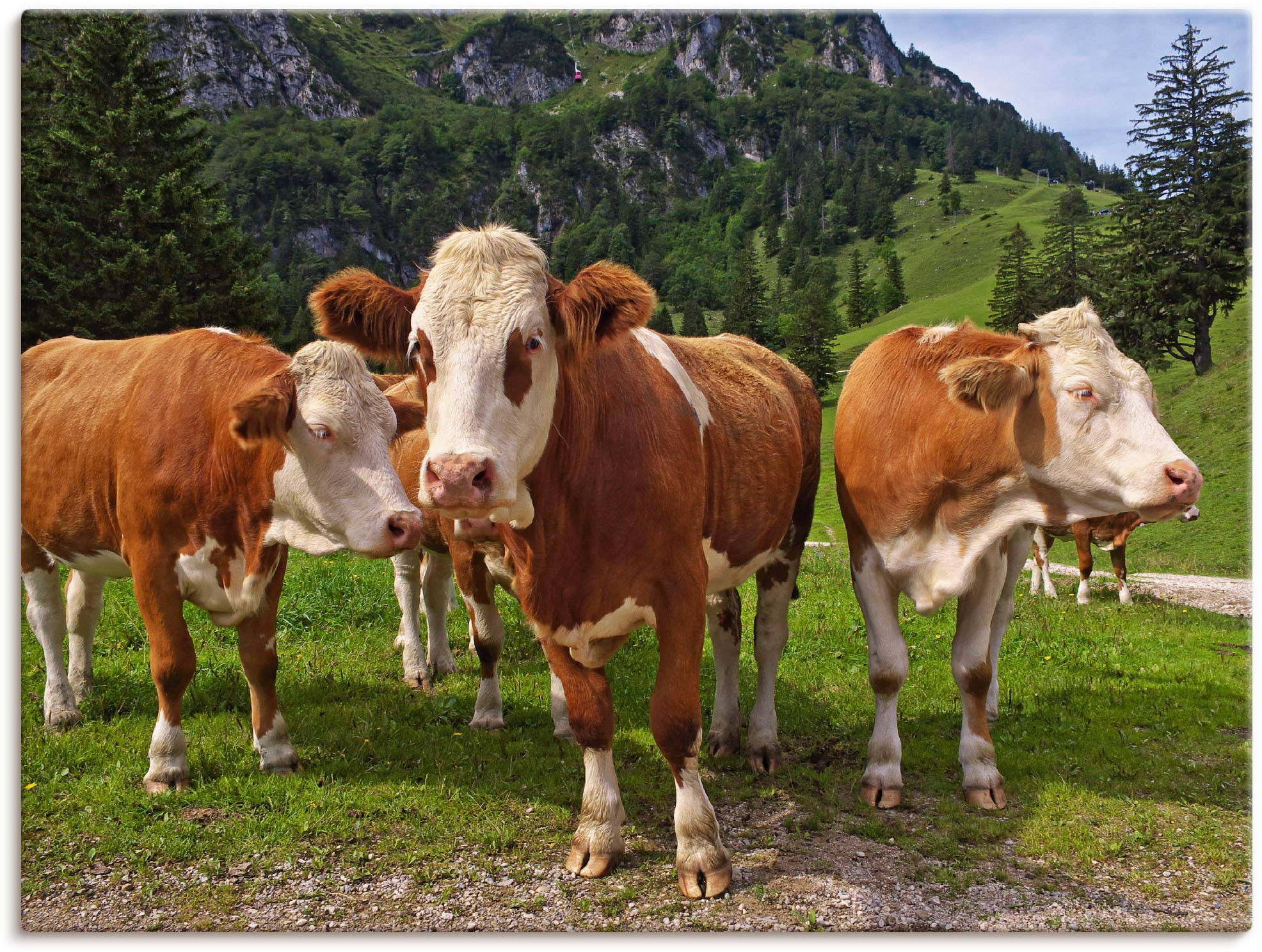 Artland Wandbild »Bayerische Kühe«, Haustiere, (1 St.), als Leinwandbild,  Wandaufkleber oder Poster in versch. Grössen jetzt kaufen