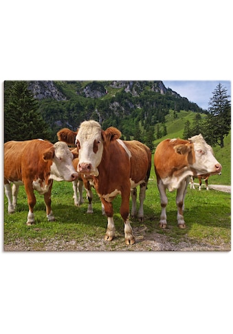 Leinwandbild »Bayerische Kühe«, Haustiere, (1 St.)
