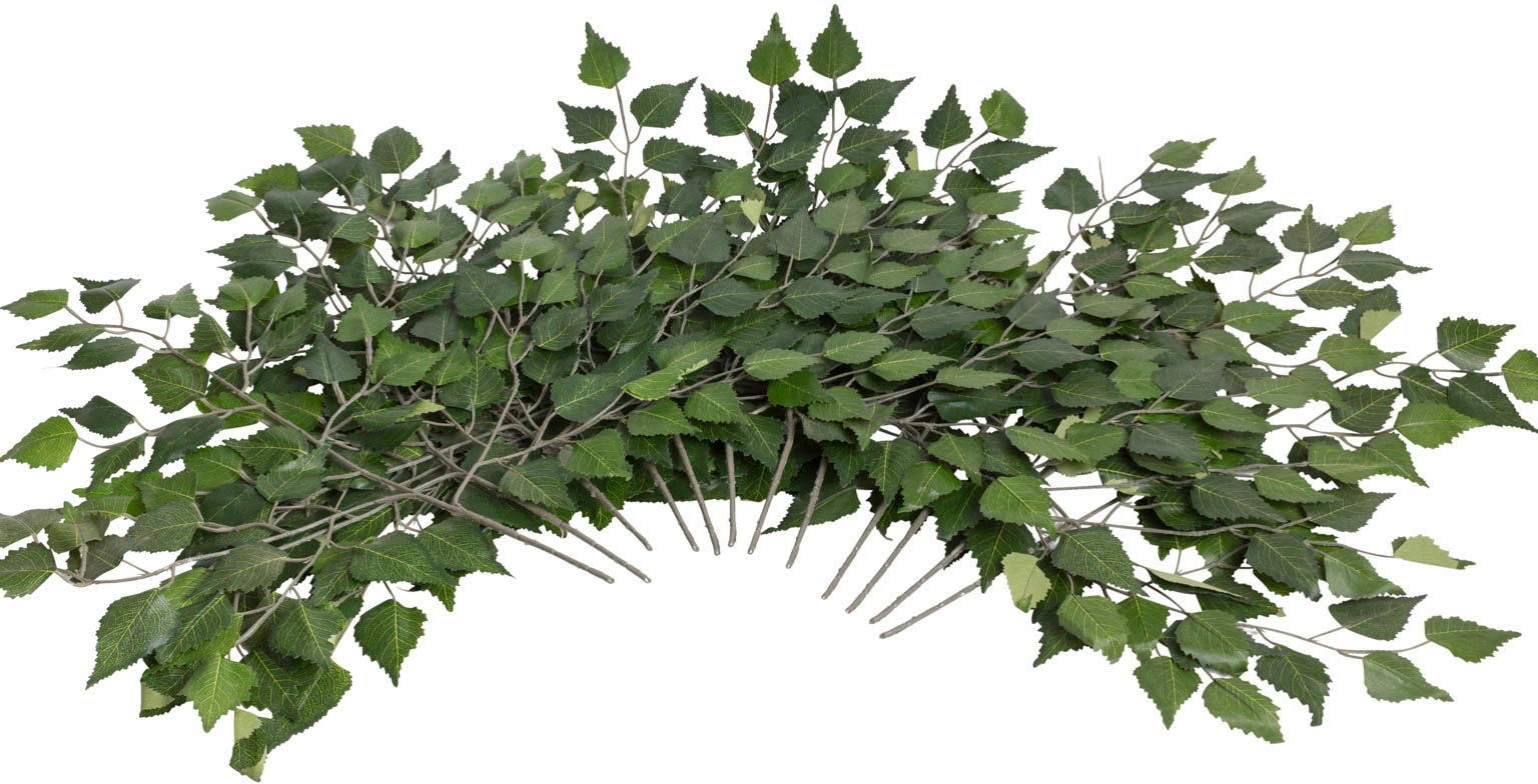 Image of Botanic-Haus Kunstzweig »Birkenzweig«, (Set, 12 St.) bei Ackermann Versand Schweiz