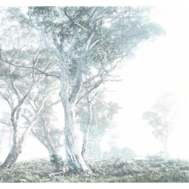 Finde Komar Vliestapete »Magic Trees«, 300x280 cm (Breite x Höhe),  Vliestapete, 100 cm Bahnbreite auf