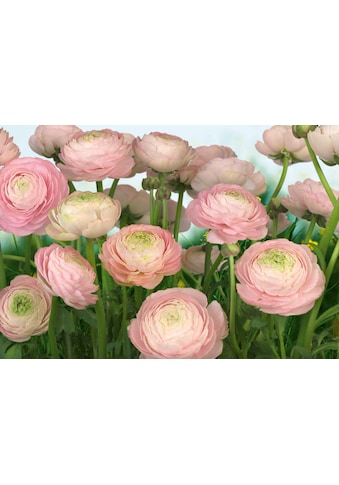 Fototapete »Gentle Rosé«, 368x254 cm (Breite x Höhe)
