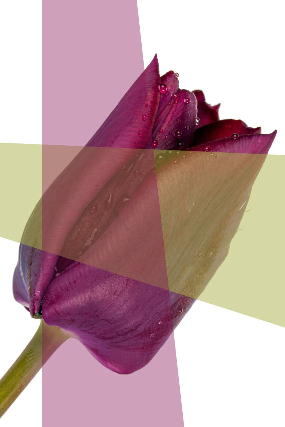 Image of queence Acrylglasbild "Blume" Blumen Blumenbilder Blätter Blätterbilder Kunst Pflanzen Pflanzenbilder Fine Art-Print in Galeriequalität