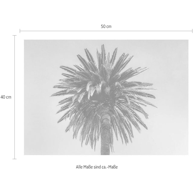 Komar Poster »Palm Tree«, Pflanzen-Blätter, (1 St.), Kinderzimmer,  Schlafzimmer, Wohnzimmer versandkostenfrei auf
