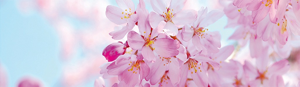 Image of Papermoon Fototapete »Cherry Blossom Panorama«, matt, Vlies, 2 Bahnen, 350 x 100 cm bei Ackermann Versand Schweiz