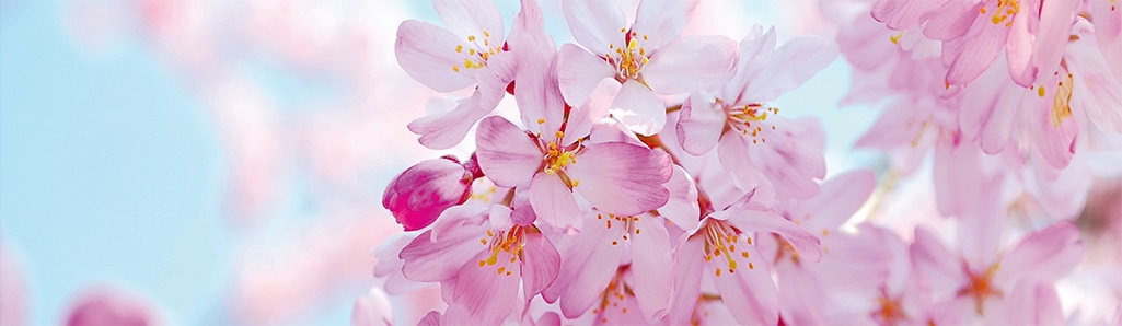 Image of Papermoon Fototapete "Cherry Blossom Panorama" matt