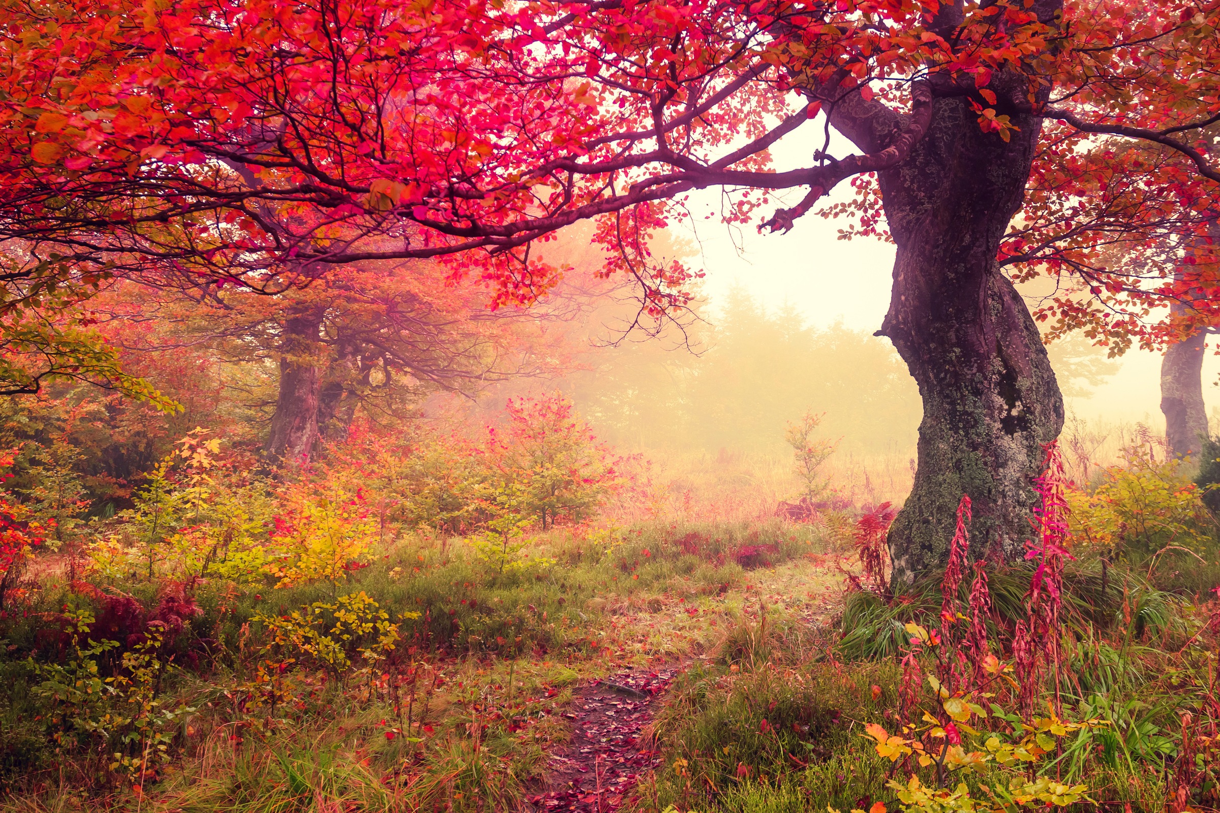 Image of Papermoon Fototapete »Autumn Trees«, matt, BlueBack, 7 Bahnen, 350 x 260 cm bei Ackermann Versand Schweiz