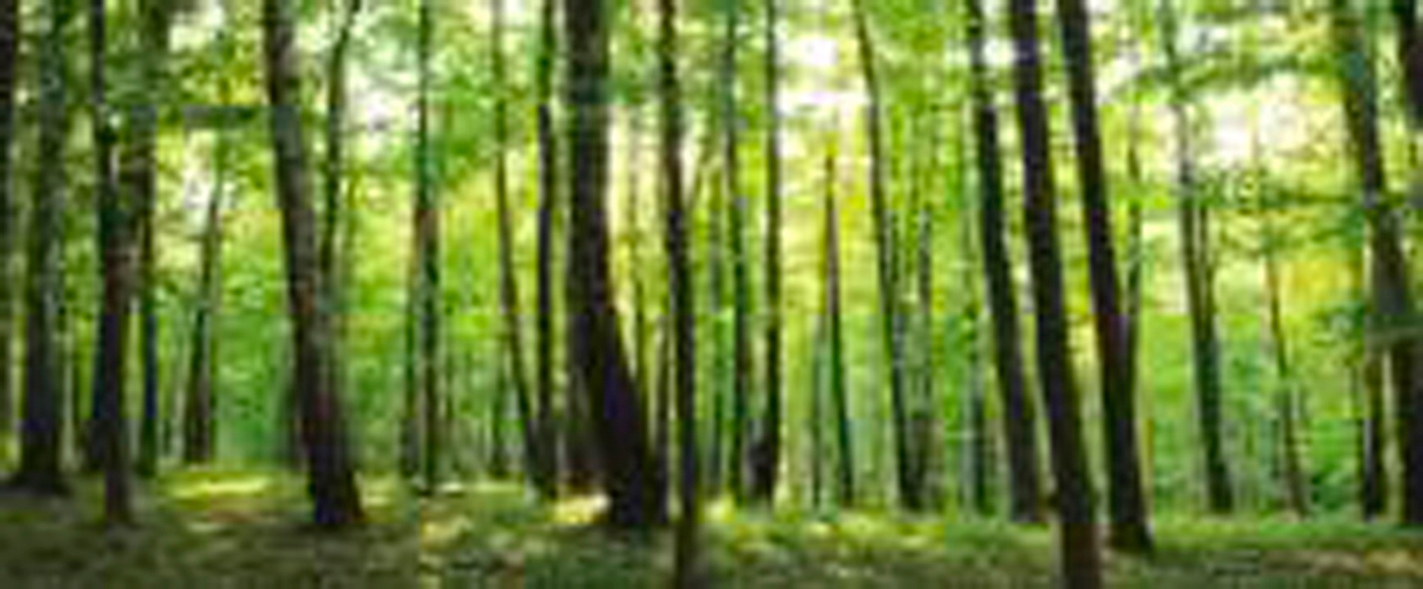 Image of Consalnet Fototapete »Grüner Wald«, Motiv bei Ackermann Versand Schweiz