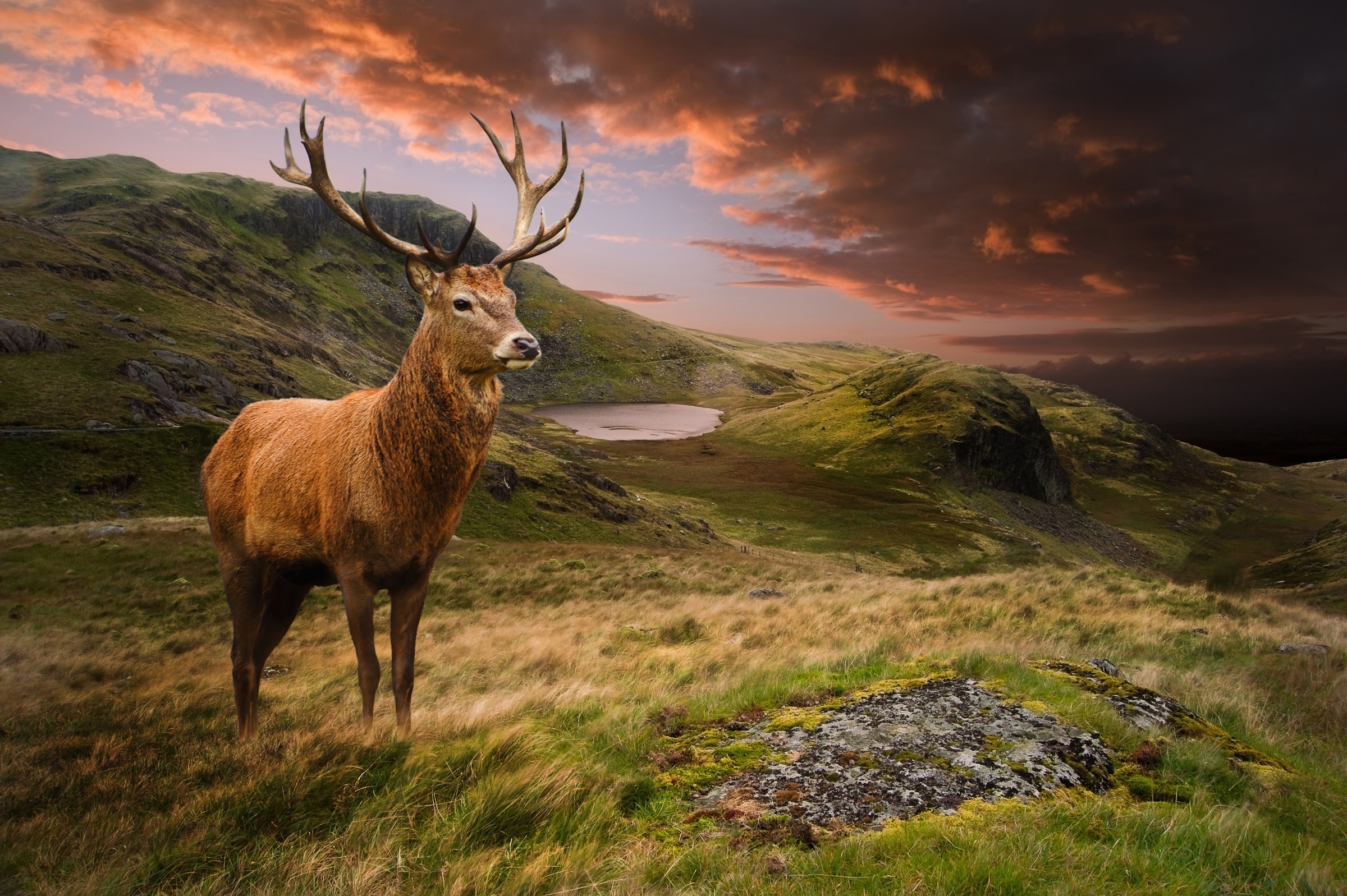 Image of Papermoon Fototapete "Red Deer" glatt