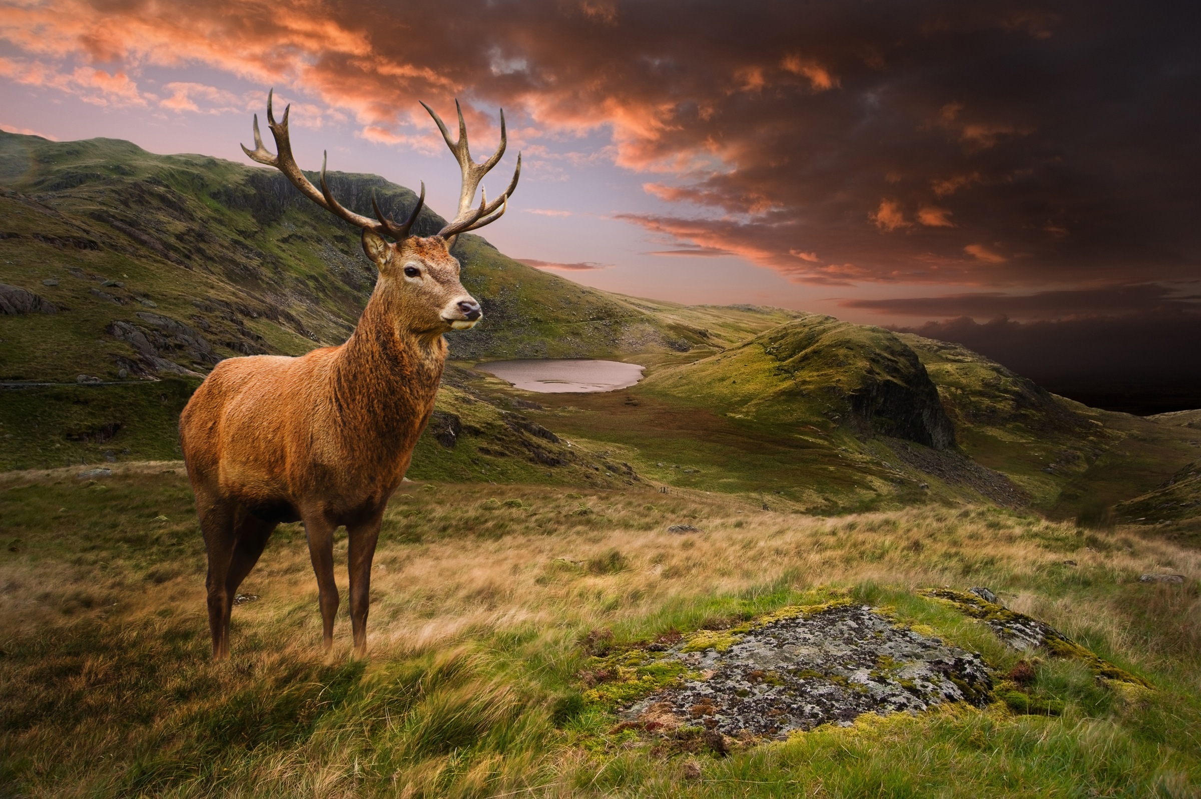 Image of Papermoon Fototapete »Red Deer« bei Ackermann Versand Schweiz