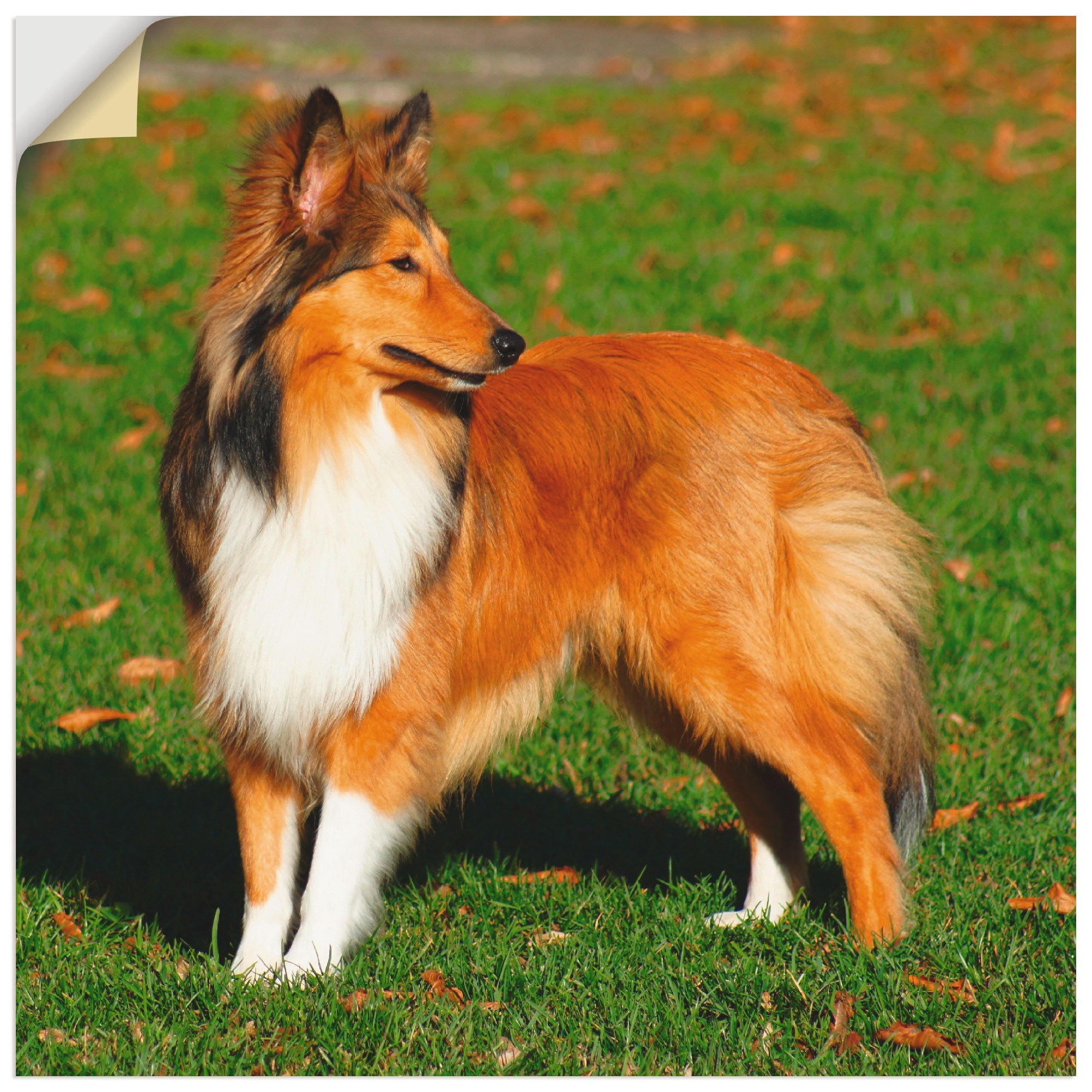 Image of Artland Wandbild »Amerikanischer Collie«, Haustiere, (1 St.), in vielen Grössen & Produktarten - Alubild / Outdoorbild für den Aussenbereich, Leinwandbild, Poster, Wandaufkleber / Wandtattoo auch für Badezimmer geeignet bei Ackermann Versand Schweiz