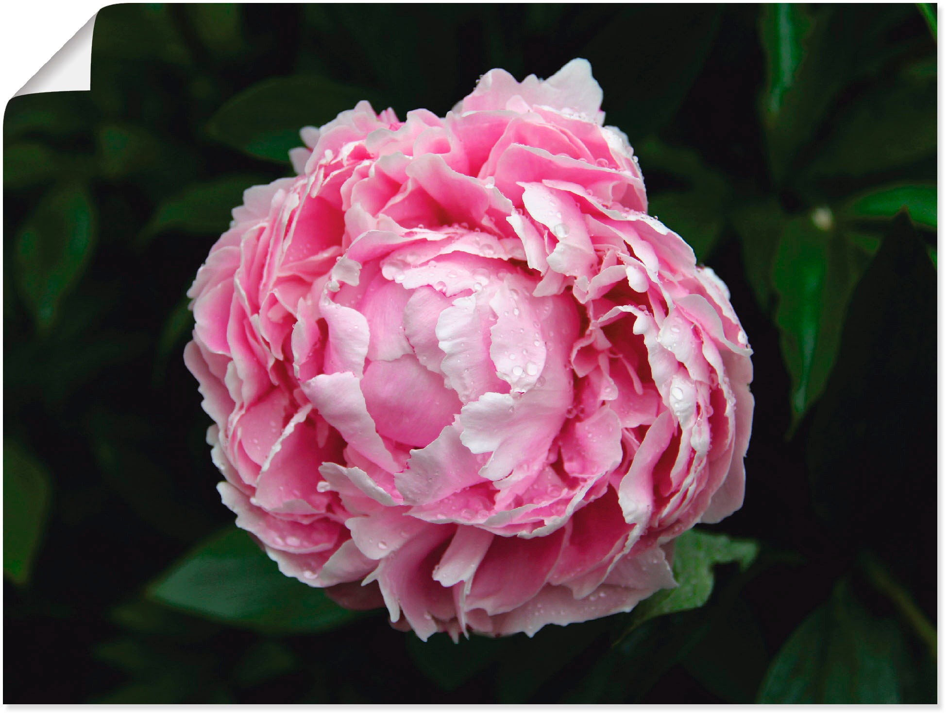 Image of Artland Wandbild »Pfingstrose«, Blumen, (1 St.), in vielen Grössen & Produktarten -Leinwandbild, Poster, Wandaufkleber / Wandtattoo auch für Badezimmer geeignet bei Ackermann Versand Schweiz