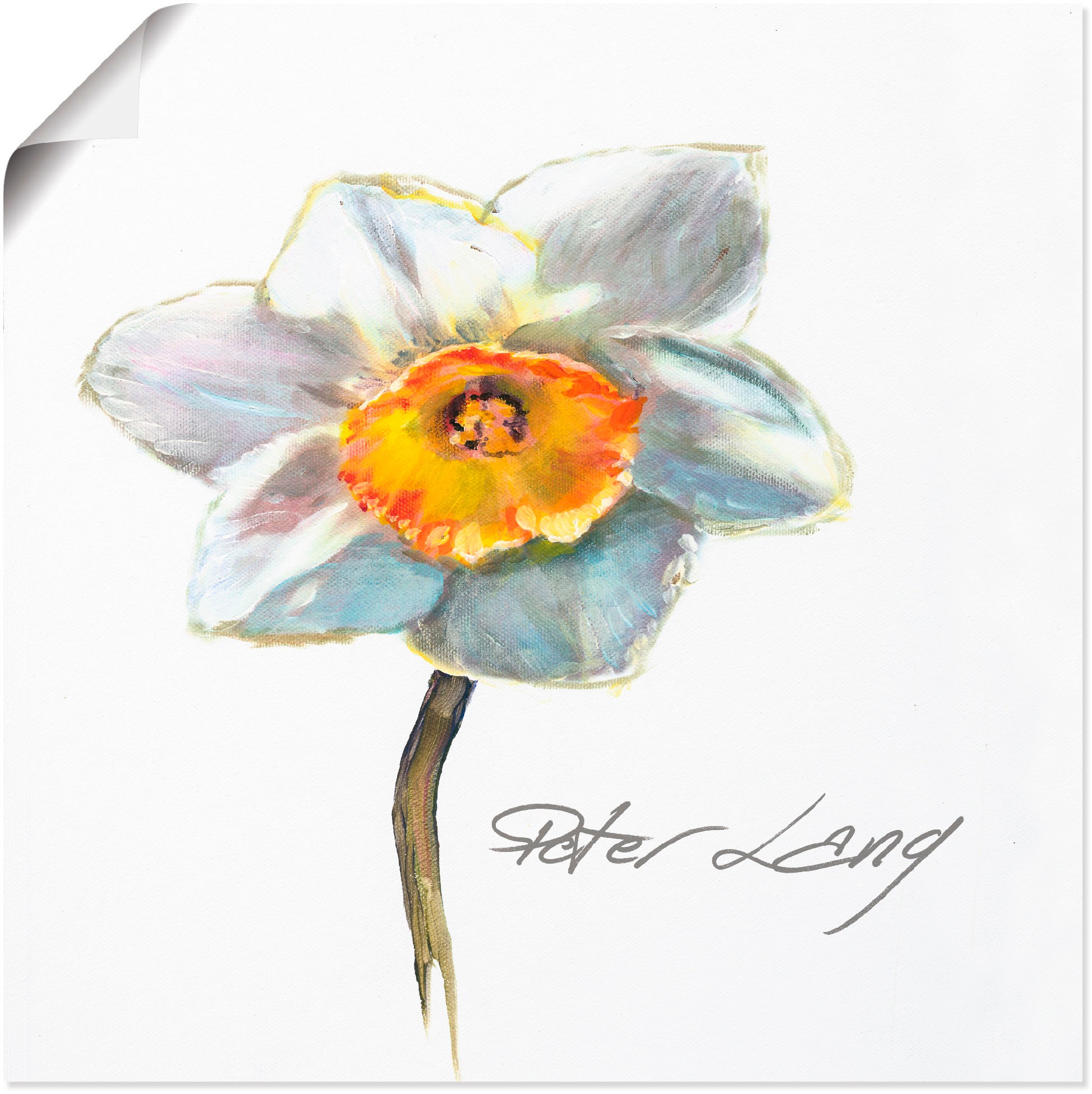 Image of Artland Wandbild »Blume_weiss VIII«, Blumen, (1 St.), in vielen Grössen & Produktarten - Alubild / Outdoorbild für den Aussenbereich, Leinwandbild, Poster, Wandaufkleber / Wandtattoo auch für Badezimmer geeignet bei Ackermann Versand Schweiz