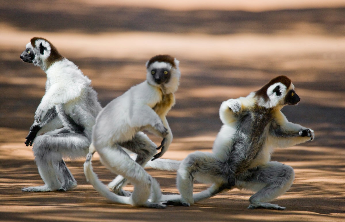 Image of Papermoon Fototapete "Tanzende Sifakas"