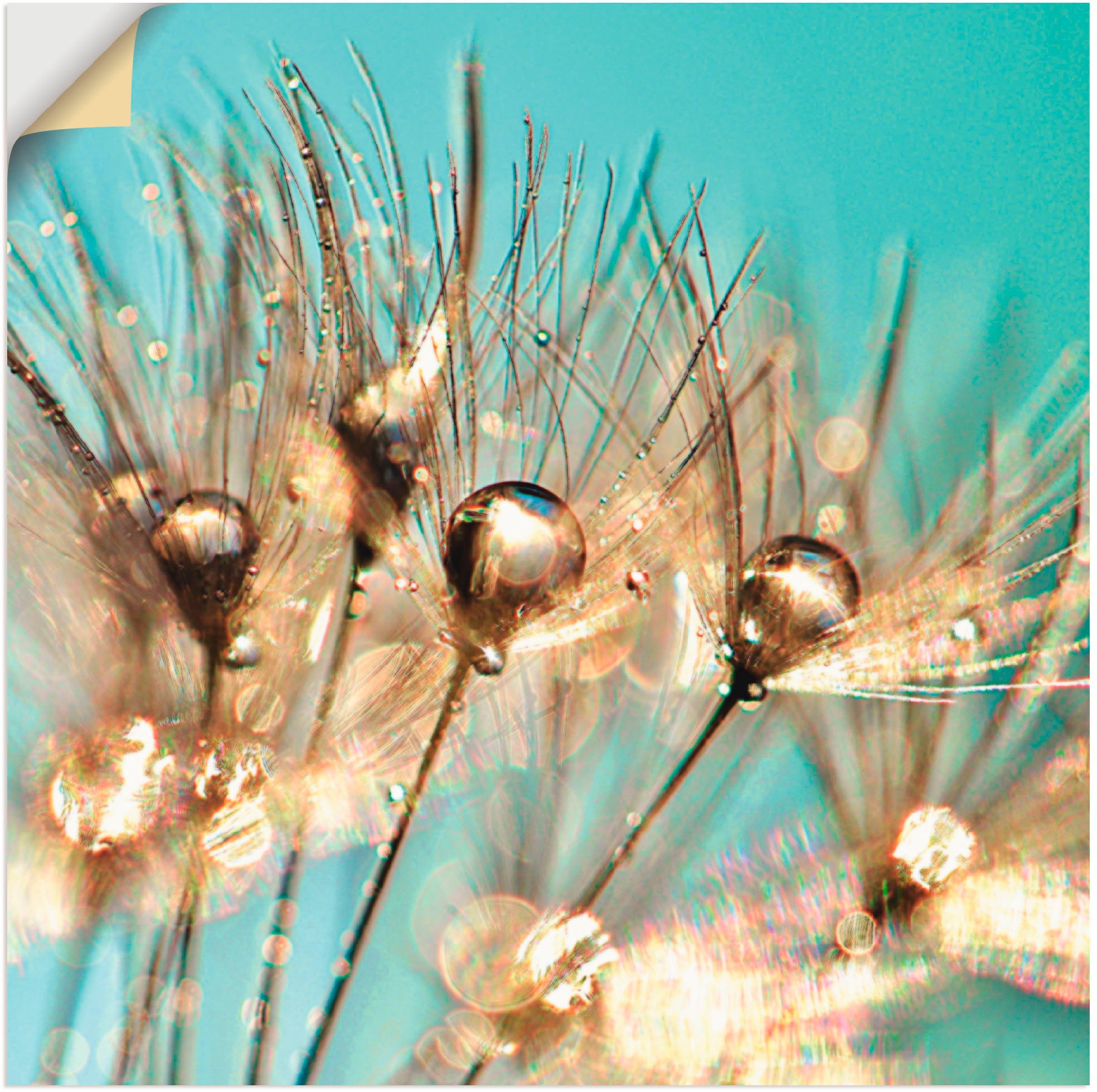 Image of Artland Wandbild »Pusteblume Goldener Tau«, Blumen, (1 St.), in vielen Grössen & Produktarten - Alubild / Outdoorbild für den Aussenbereich, Leinwandbild, Poster, Wandaufkleber / Wandtattoo auch für Badezimmer geeignet bei Ackermann Versand Schweiz