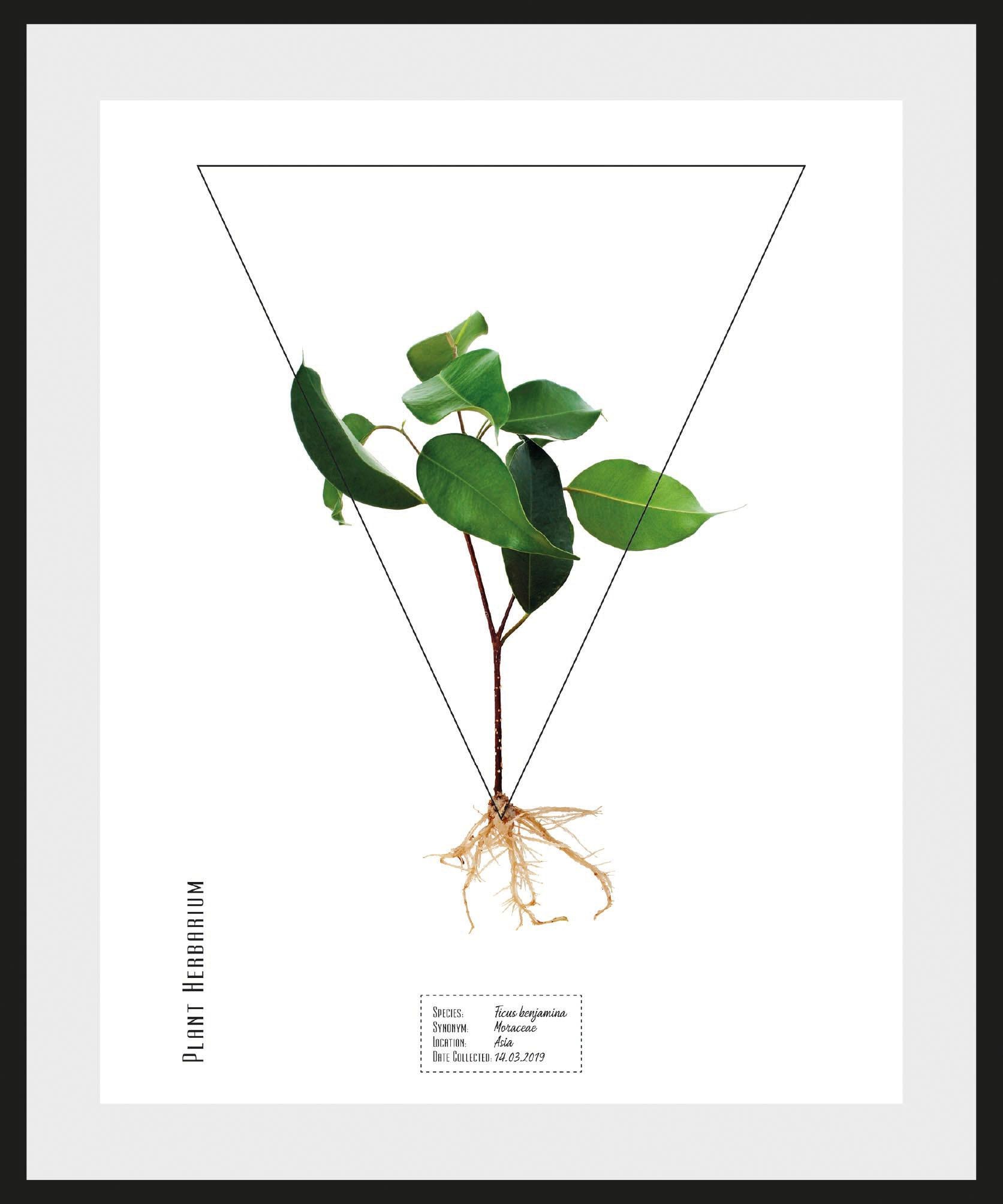 Image of andas Bild »Pflanze Ficus benjamina«, mit Rahmen bei Ackermann Versand Schweiz