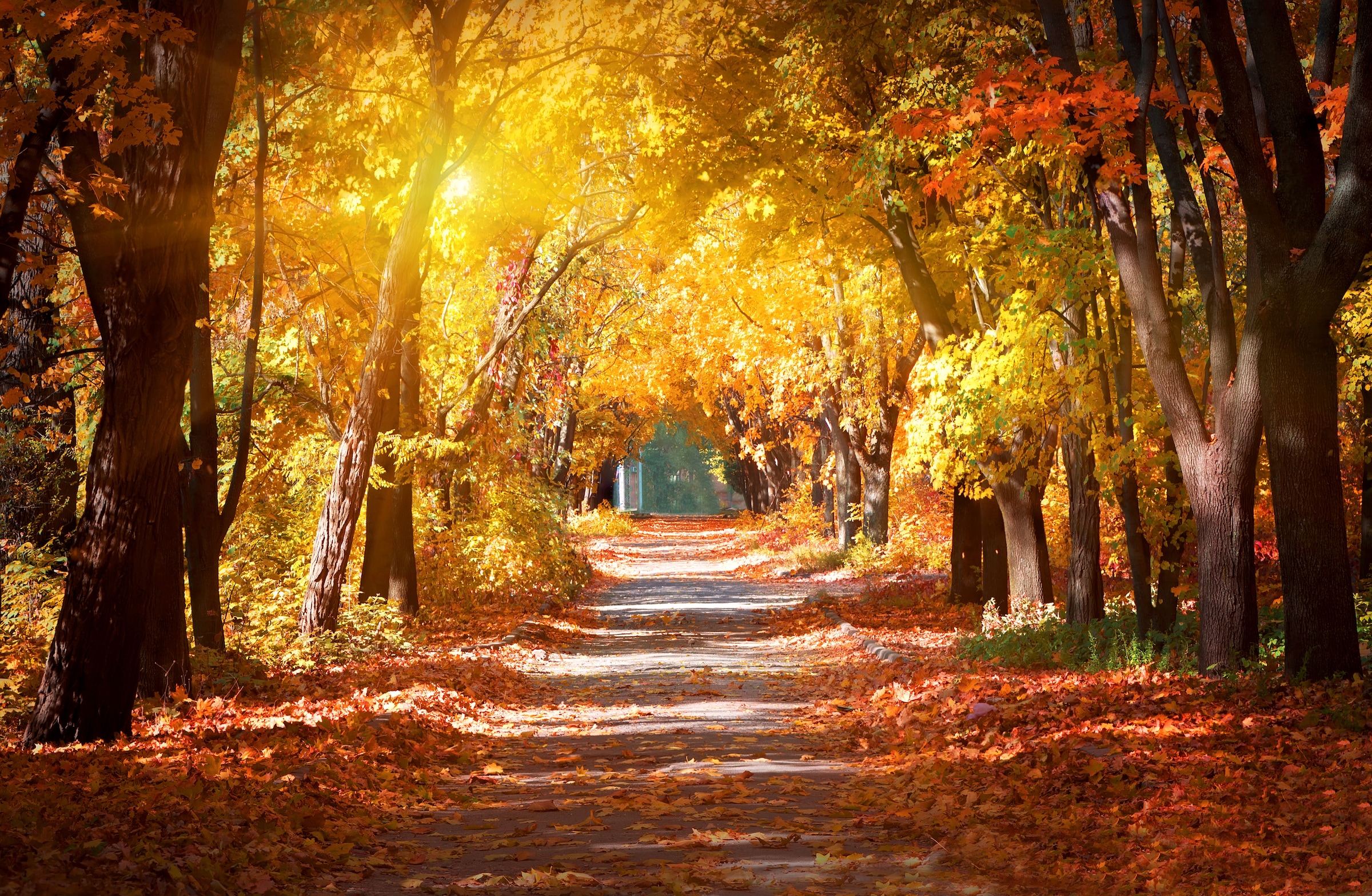 Image of Papermoon Fototapete "Alley in the Autumn Park" glatt