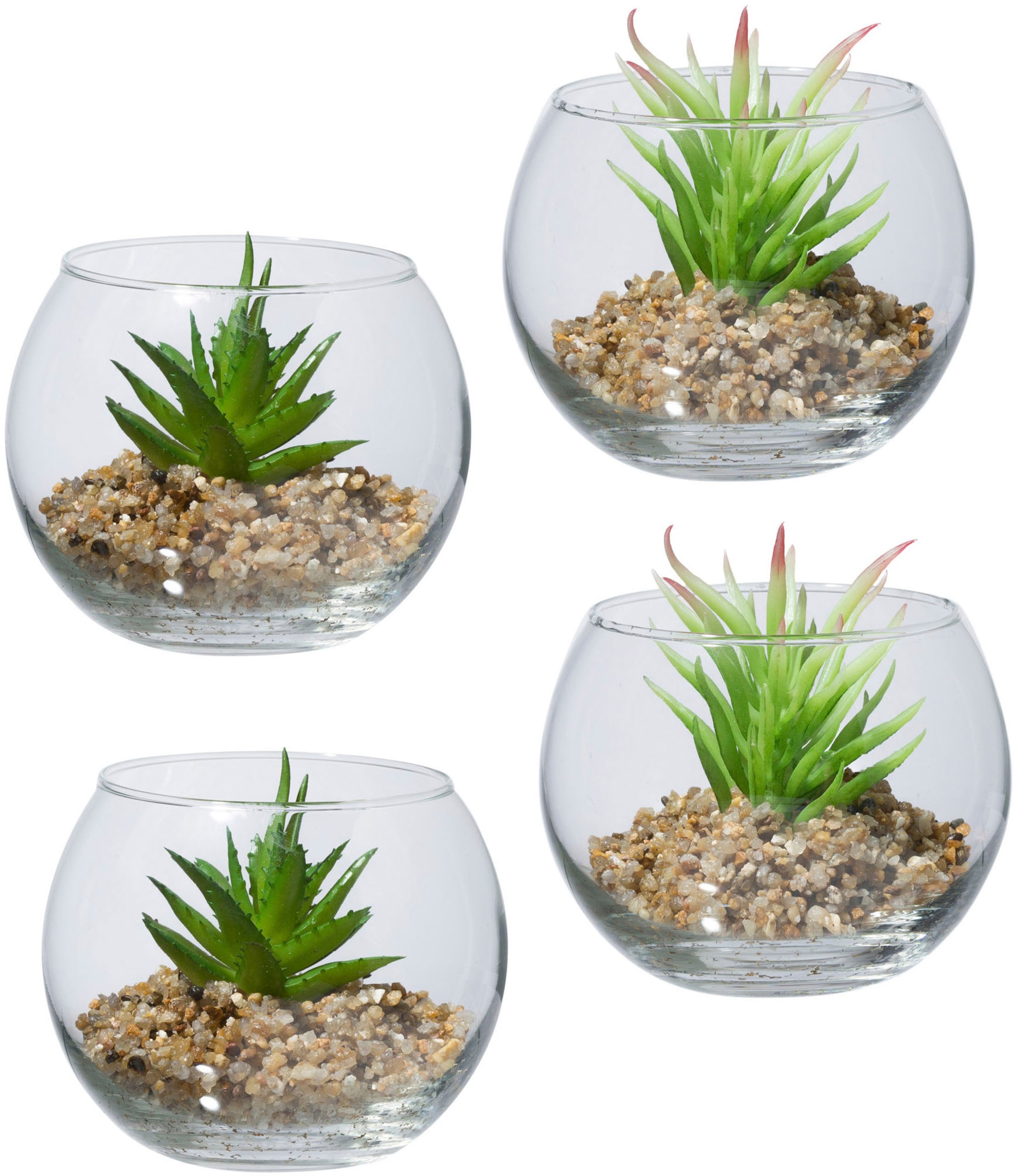 Image of Creativ green Kunstpflanze »Sukkulenten«, (4 St.), im Set, im Glasgefäss bei Ackermann Versand Schweiz