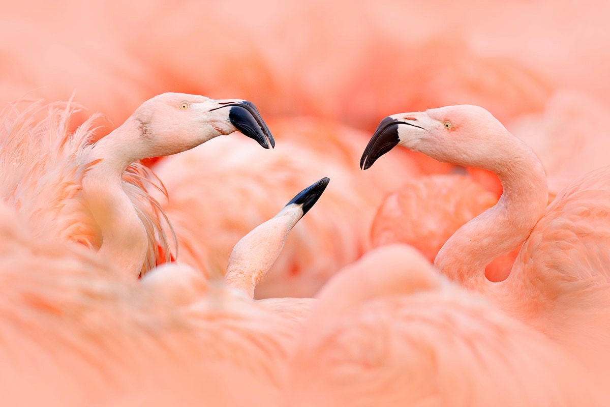 Image of Papermoon Fototapete "Flamingos"