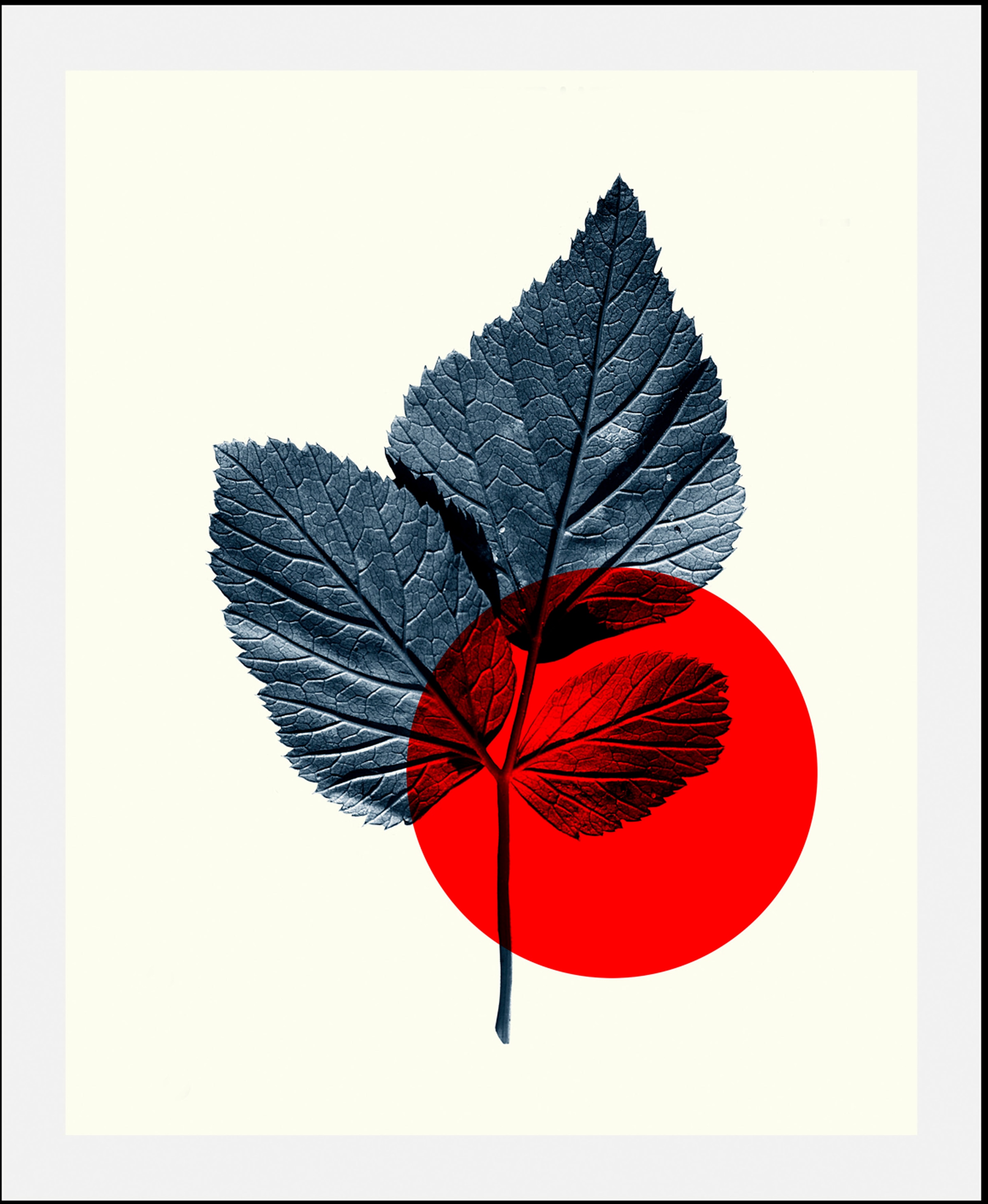 Image of queence Bild "Focus" Abstrakt Art Figuren Pflanzen Pflanzenbilder 1 Stk. tlg. gerahmt