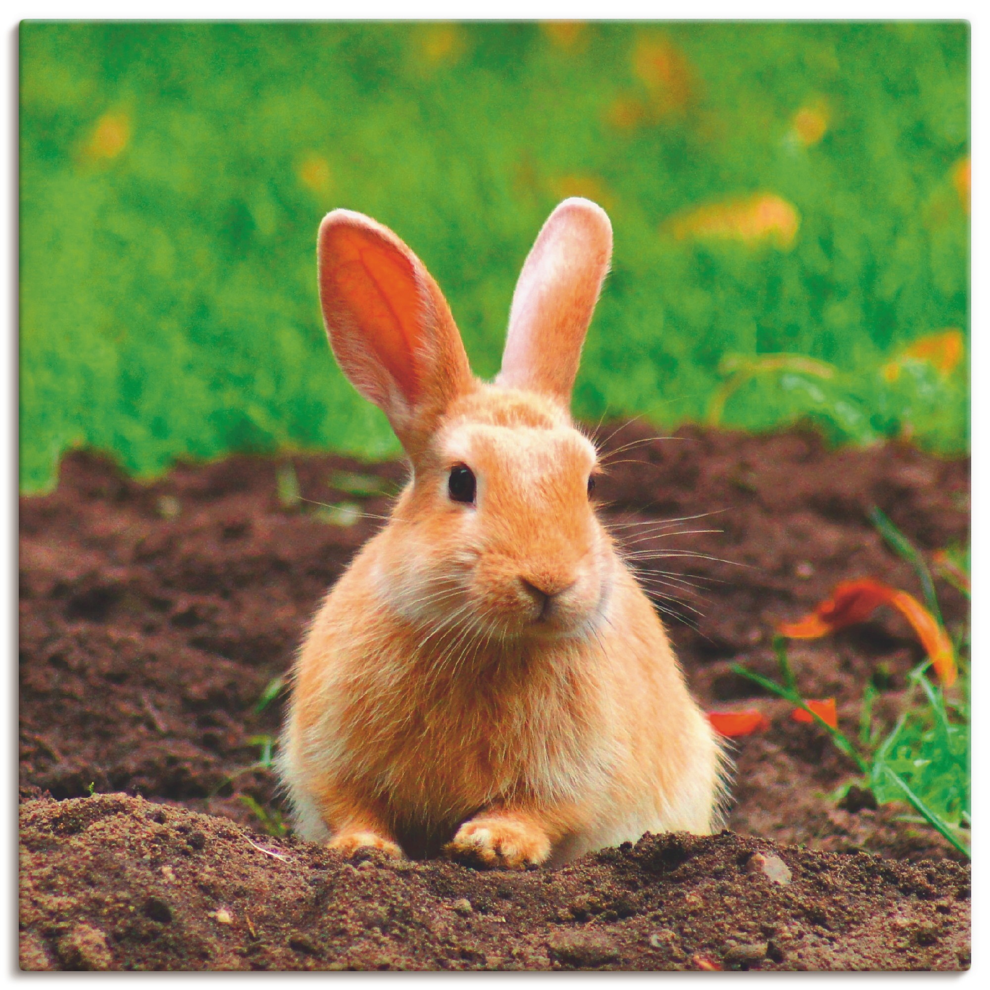 Artland Wandbild »Glückliches Zwergkaninchen«, Wildtiere, (1 St.), als Leinwandbild, Wandaufkleber in verschied. Grössen