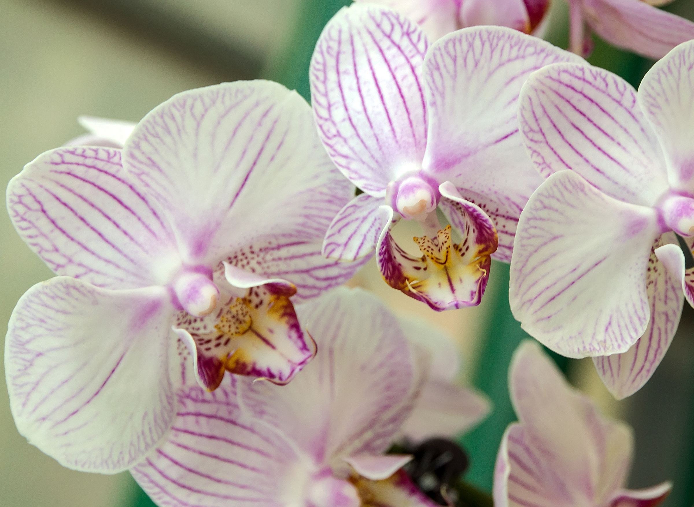 Image of Papermoon Fototapete "White Orchid" glatt