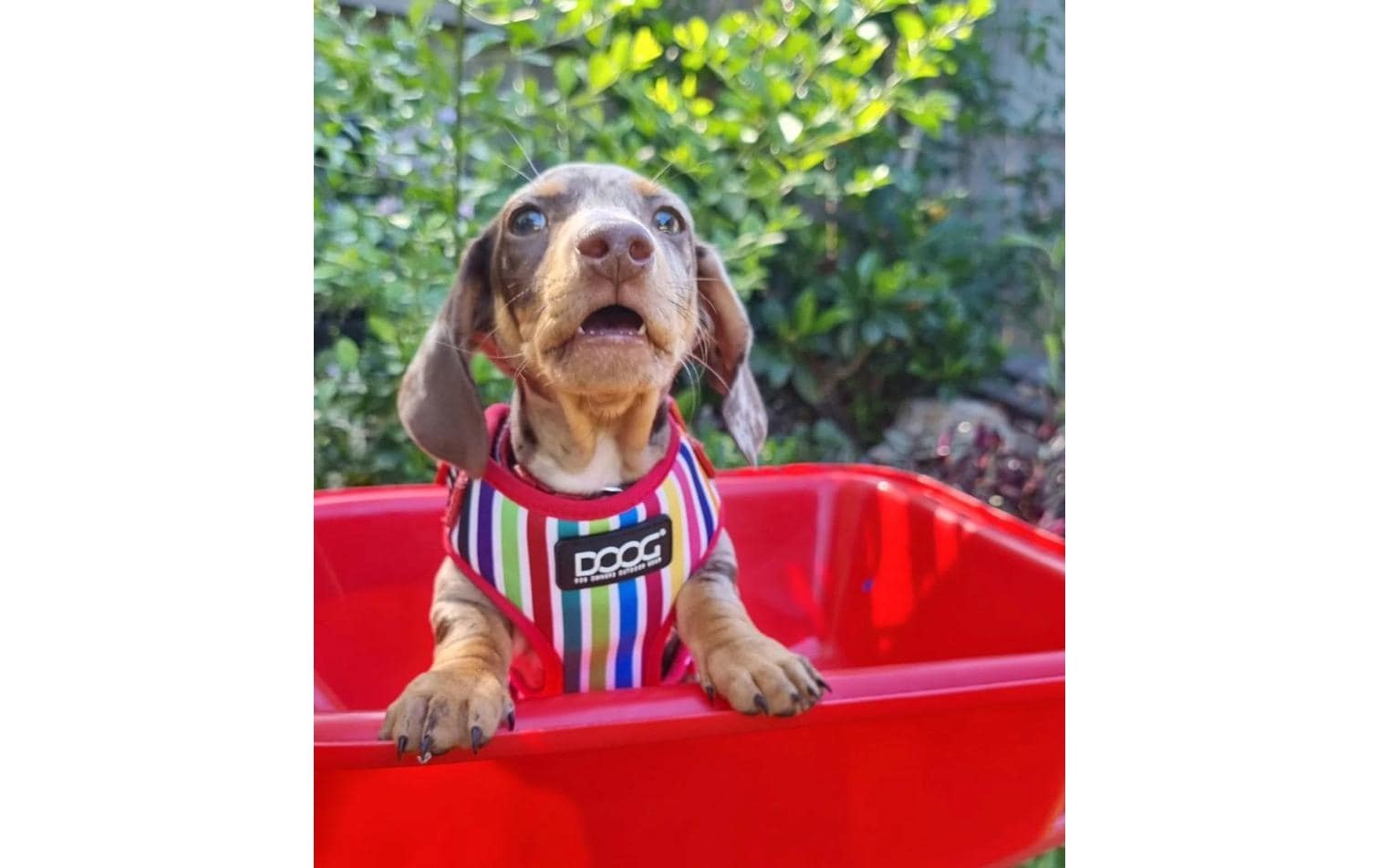 DOOG Hunde-Geschirr »Neoflex Scooby M Multicolor gestreift«