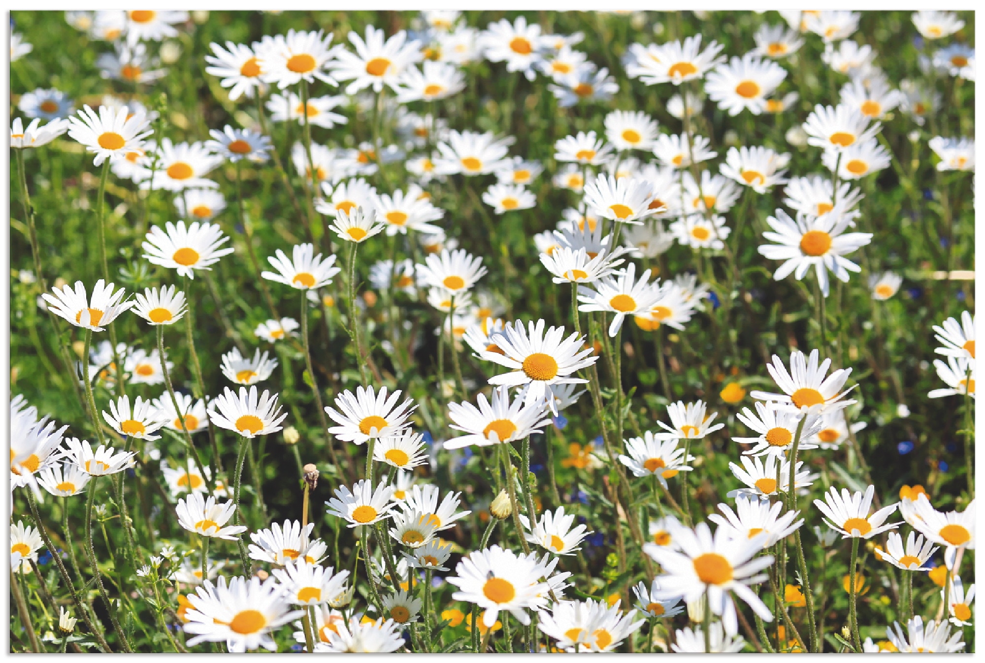 Image of Artland Alu-Dibond-Druck "Gänseblümchen" Blumen 1 Stk. tlg. für Innen- und Aussenbereich geeignet, Outdoorbild