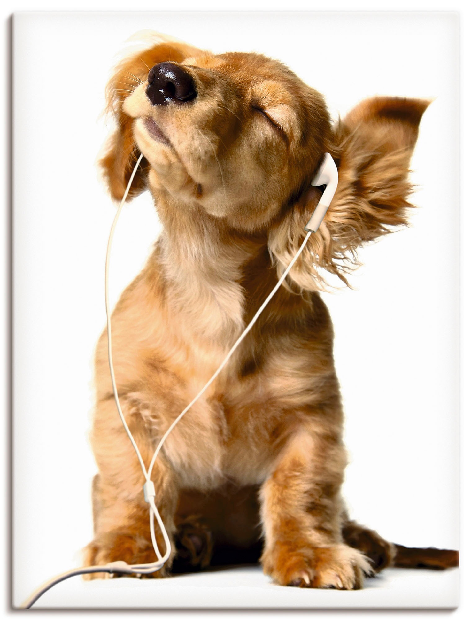 Image of Artland Wandbild »Junger Hund hört Musik über Kopfhörer«, Haustiere, (1 St.), in vielen Grössen & Produktarten -Leinwandbild, Poster, Wandaufkleber / Wandtattoo auch für Badezimmer geeignet bei Ackermann Versand Schweiz
