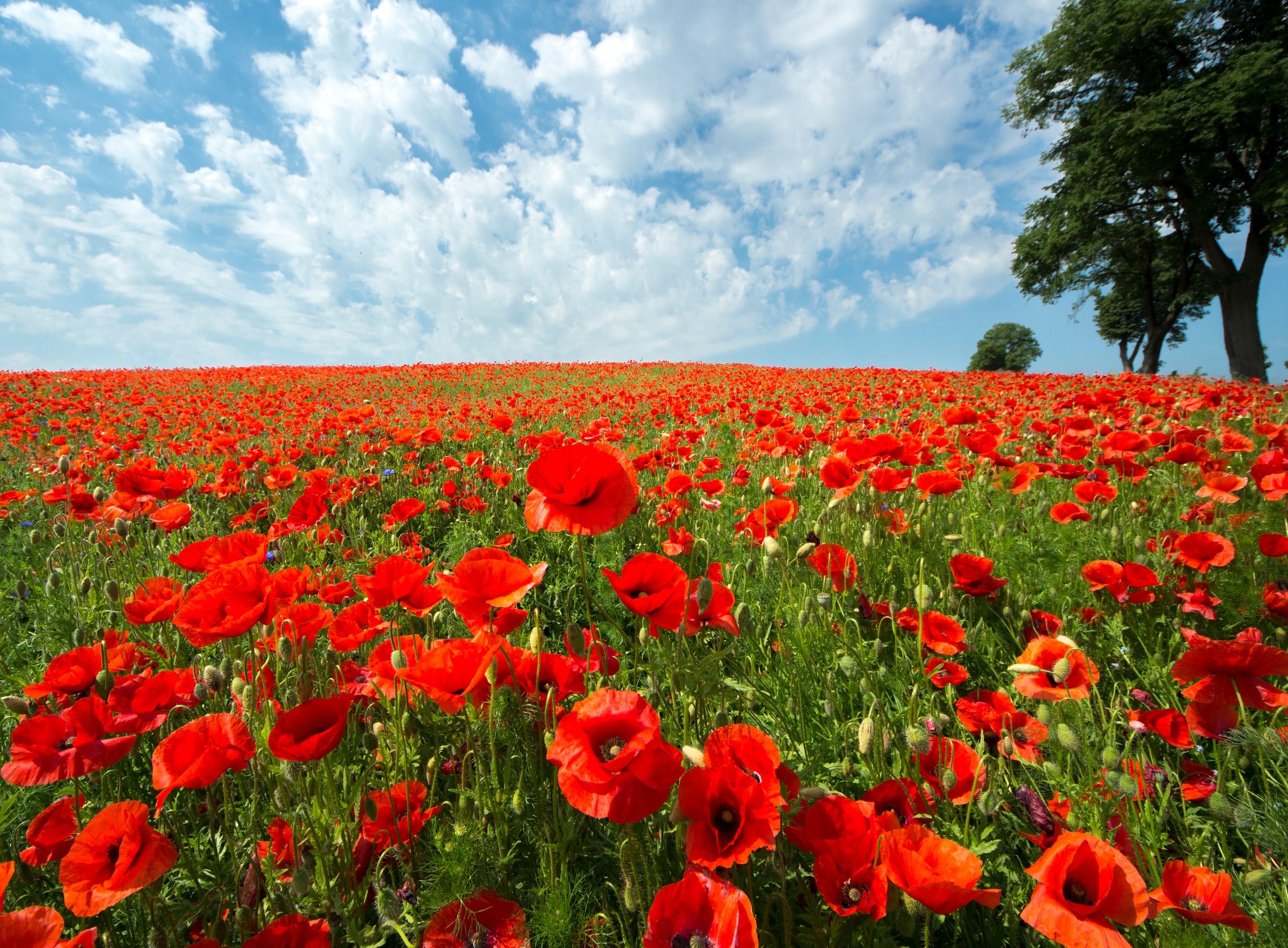 Image of Papermoon Fototapete "Red Poppy Field" glatt