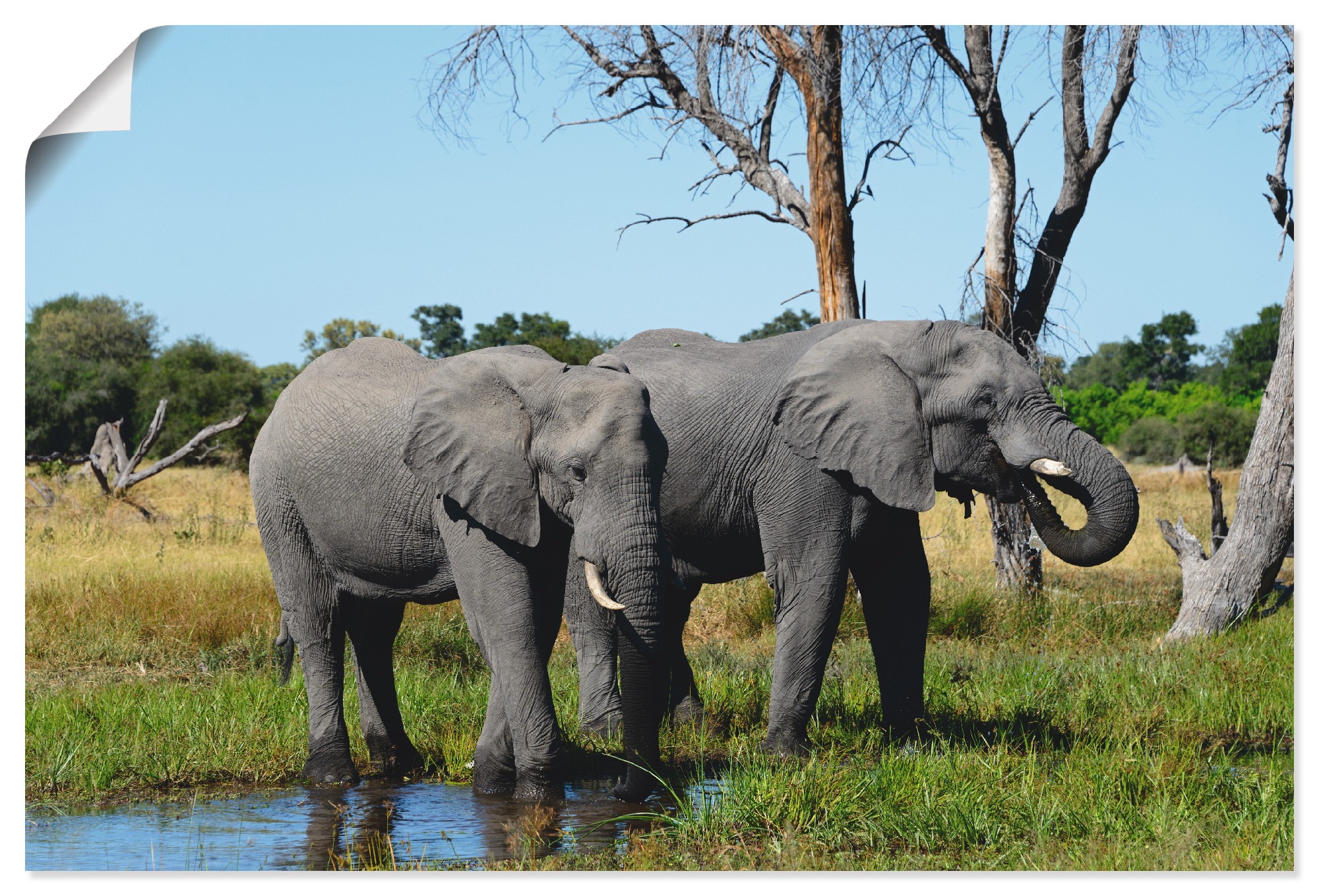 Image of Artland Poster "Afrikanische Elefanten" Wildtiere 1 Stk. tlg. ohne Rahmen