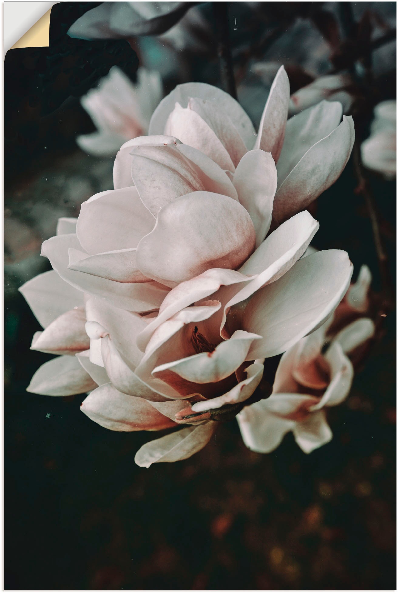 Image of Artland Wandbild »Magnolia II«, Blumen, (1 St.), in vielen Grössen & Produktarten - Alubild / Outdoorbild für den Aussenbereich, Leinwandbild, Poster, Wandaufkleber / Wandtattoo auch für Badezimmer geeignet bei Ackermann Versand Schweiz