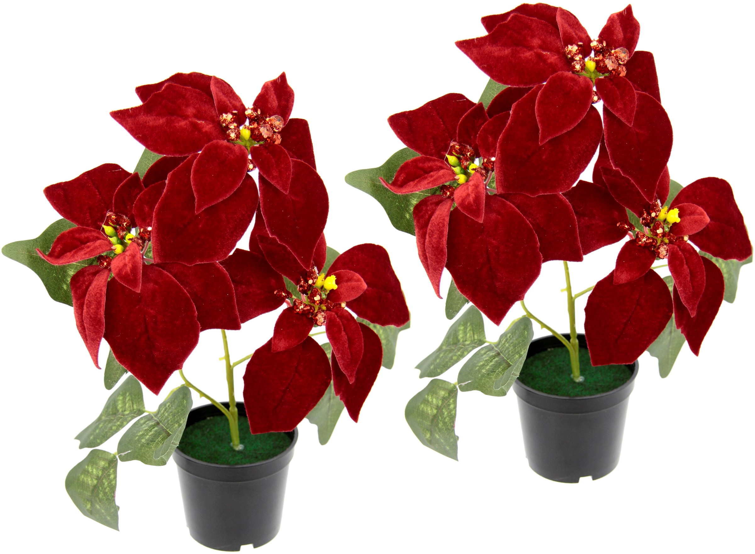 Image of I.GE.A. Kunstpflanze »Samt-Poinsettie«, im Topf, 2er Set bei Ackermann Versand Schweiz