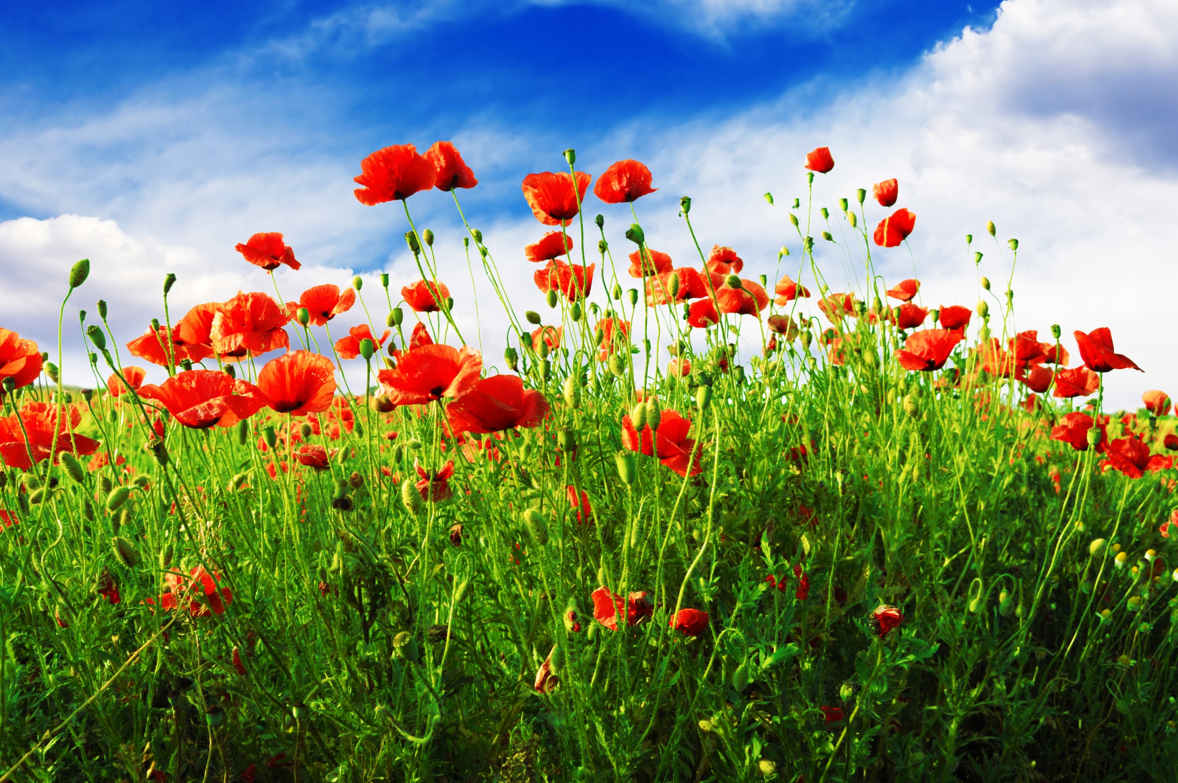 Image of Papermoon Fototapete "Red Poppies" glatt