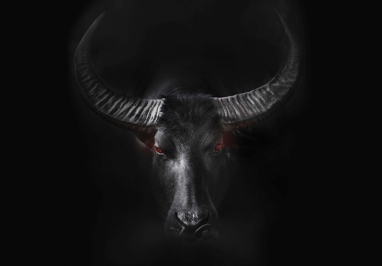 Image of Consalnet Vliestapete »BULL«, grafisch, in verschiedenen Grössen bei Ackermann Versand Schweiz