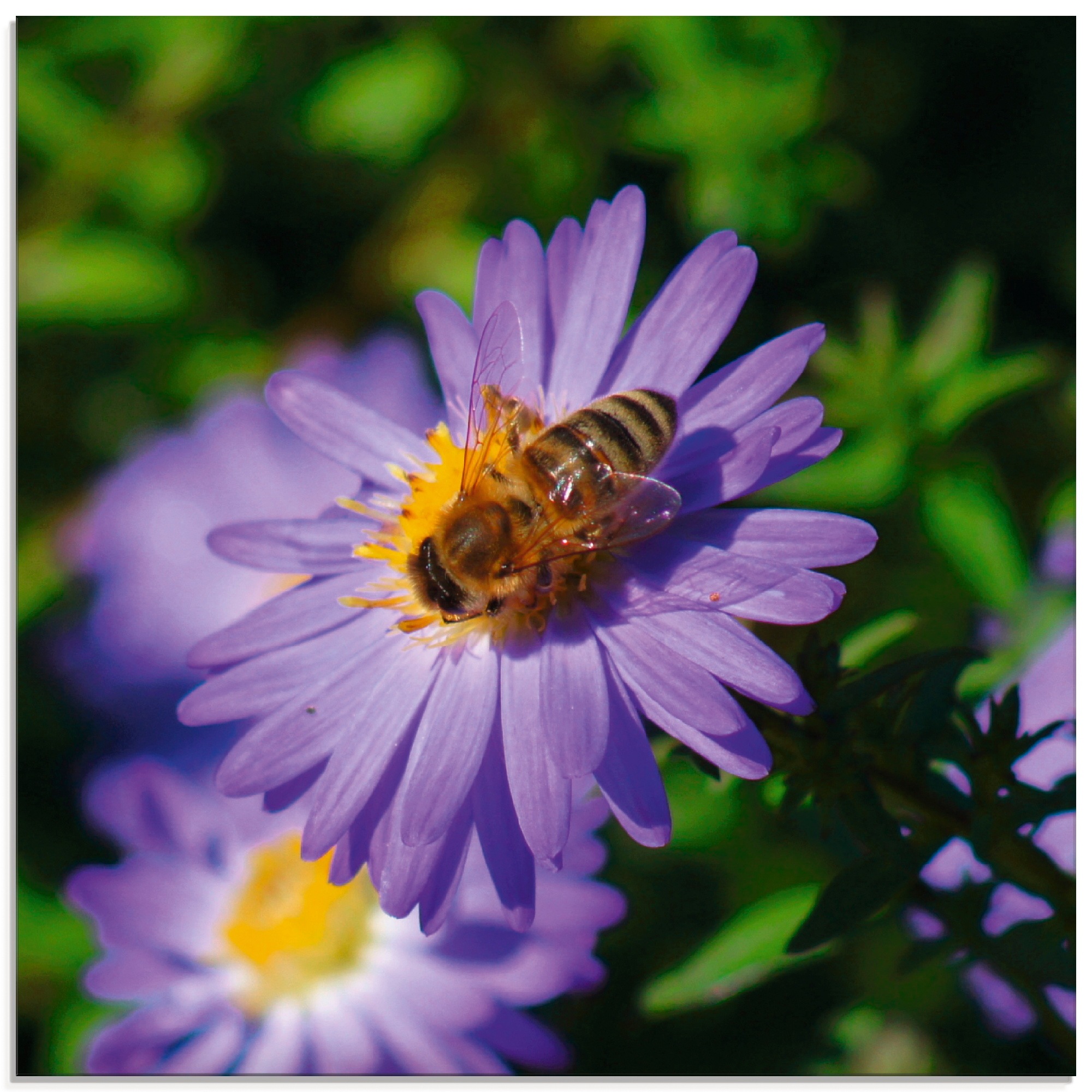 Image of Artland Glasbild »Honigbiene auf lila Aster«, Insekten, (1 St.) bei Ackermann Versand Schweiz
