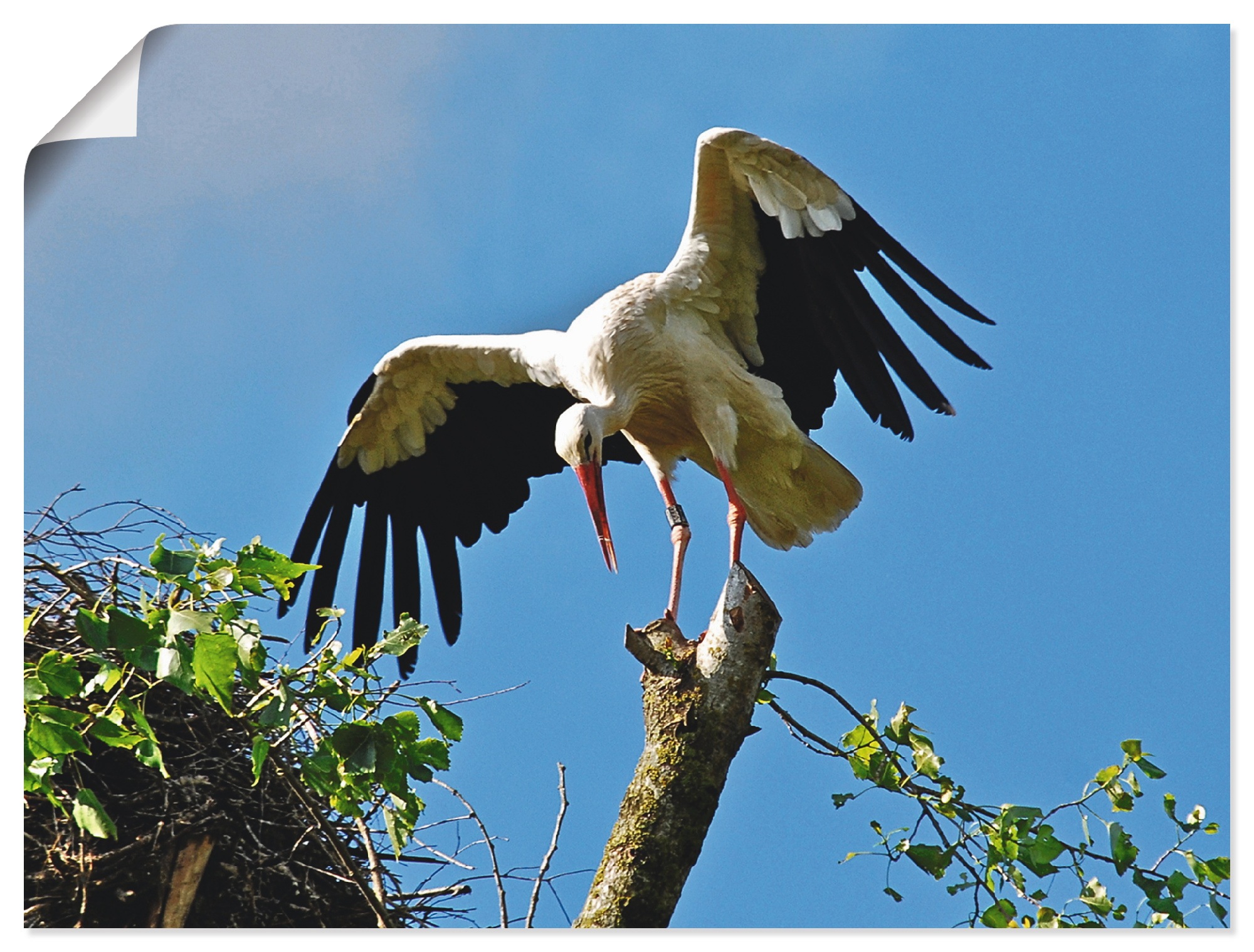 Image of Artland Wandbild »Storch«, Vögel, (1 St.), in vielen Grössen & Produktarten -Leinwandbild, Poster, Wandaufkleber / Wandtattoo auch für Badezimmer geeignet bei Ackermann Versand Schweiz
