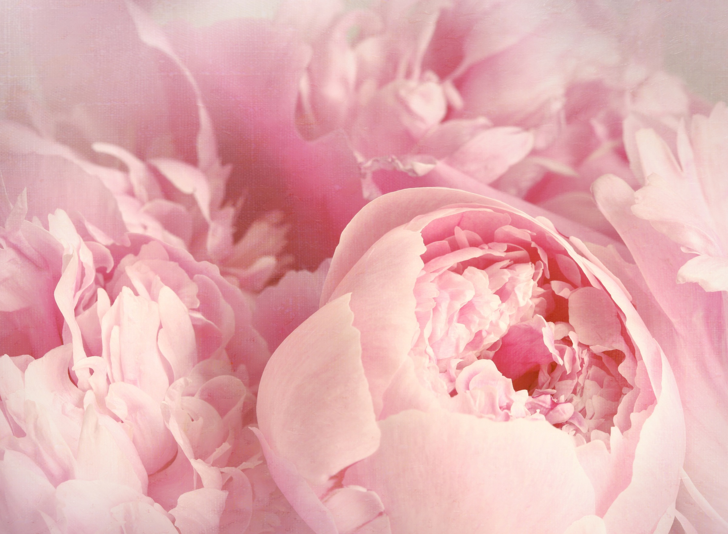 Image of Papermoon Fototapete »Peony Flowers« bei Ackermann Versand Schweiz