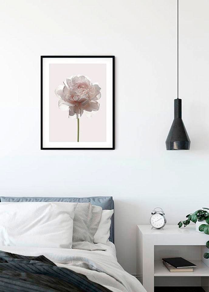 Komar Poster »Rose«, Blumen, (1 St.), Kinderzimmer, Schlafzimmer, Wohnzimmer  à bas prix | Poster