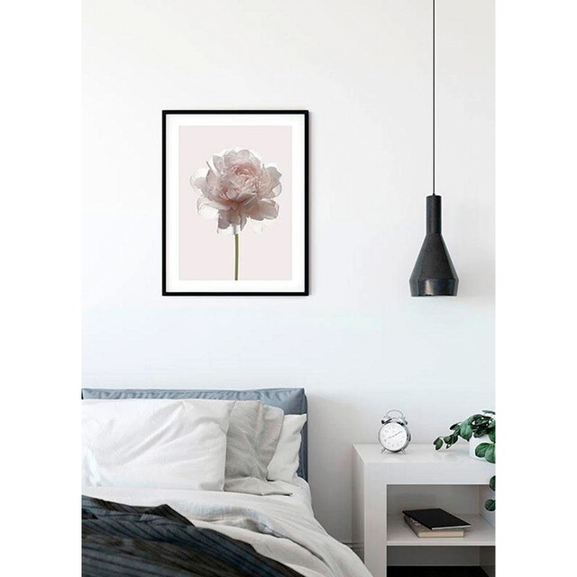 Komar Poster »Rose«, Blumen, (1 St.), Kinderzimmer, Schlafzimmer, Wohnzimmer  à bas prix