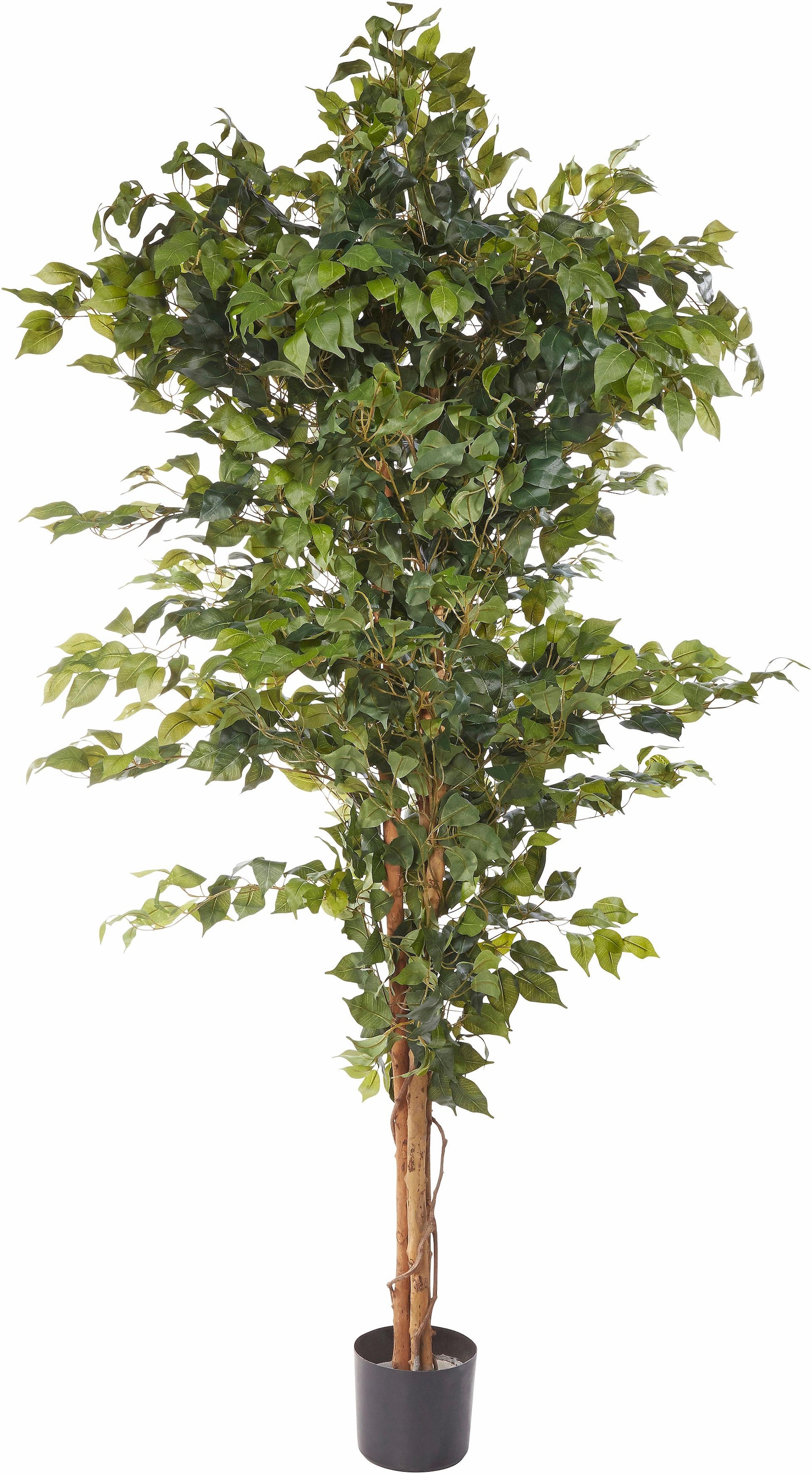 Benjamini« »Ficus bequem Kunstpflanze kaufen Creativ green