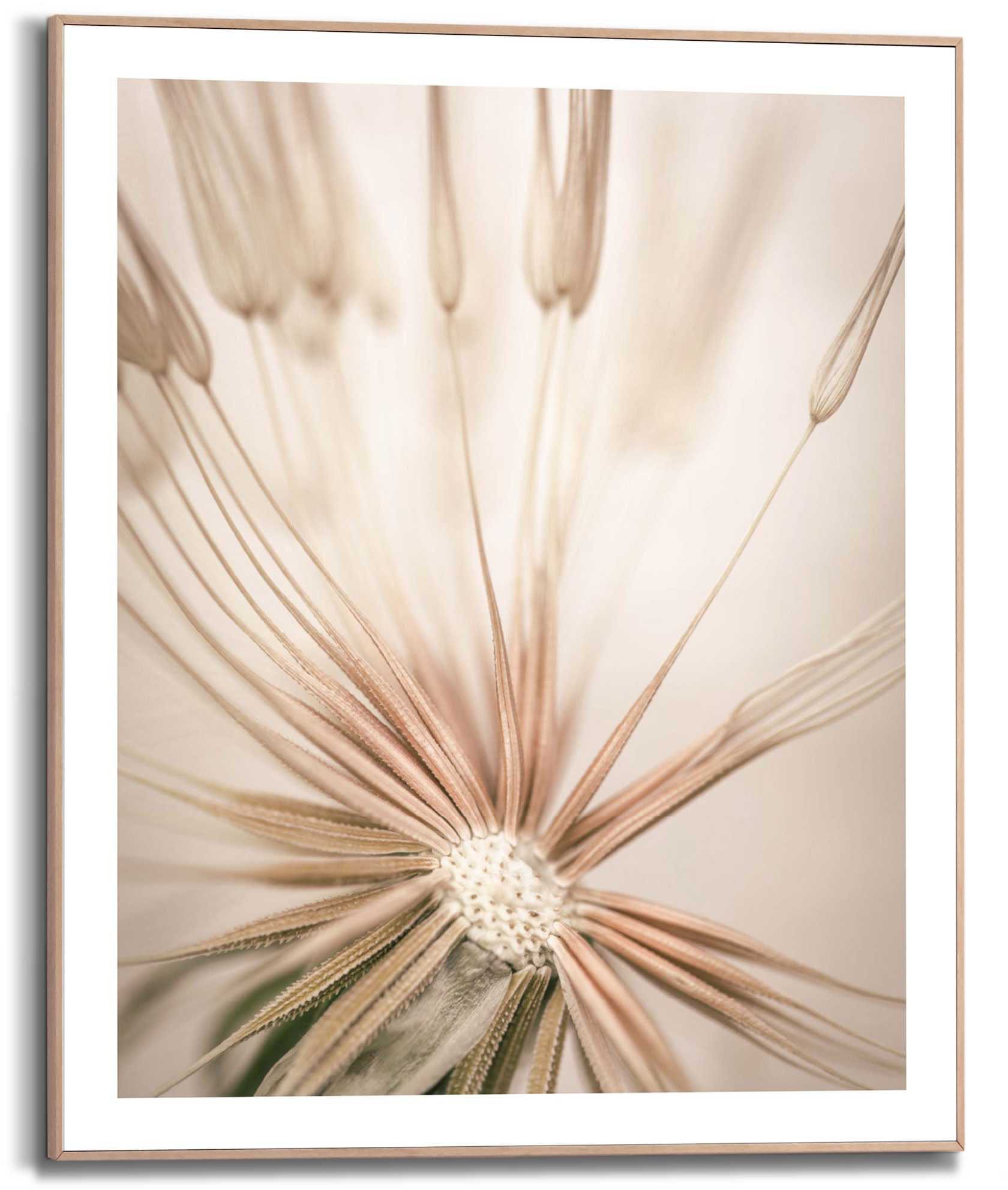 Image of Reinders! Kunstdruck »Pusteblume« bei Ackermann Versand Schweiz